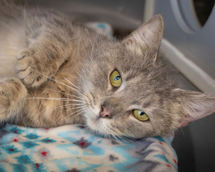 Newt, Adoptable, Young Male Domestic Medium Hair.