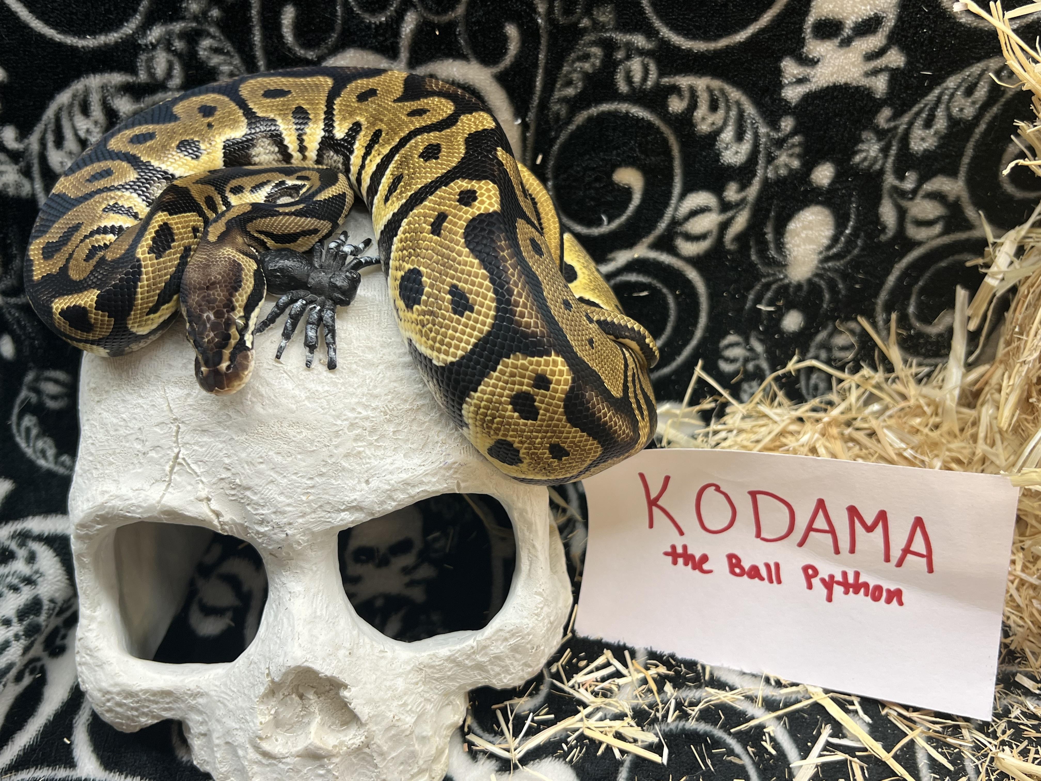 Kodama, a Adoptable Ball Python in Tacoma, WA image 1/2