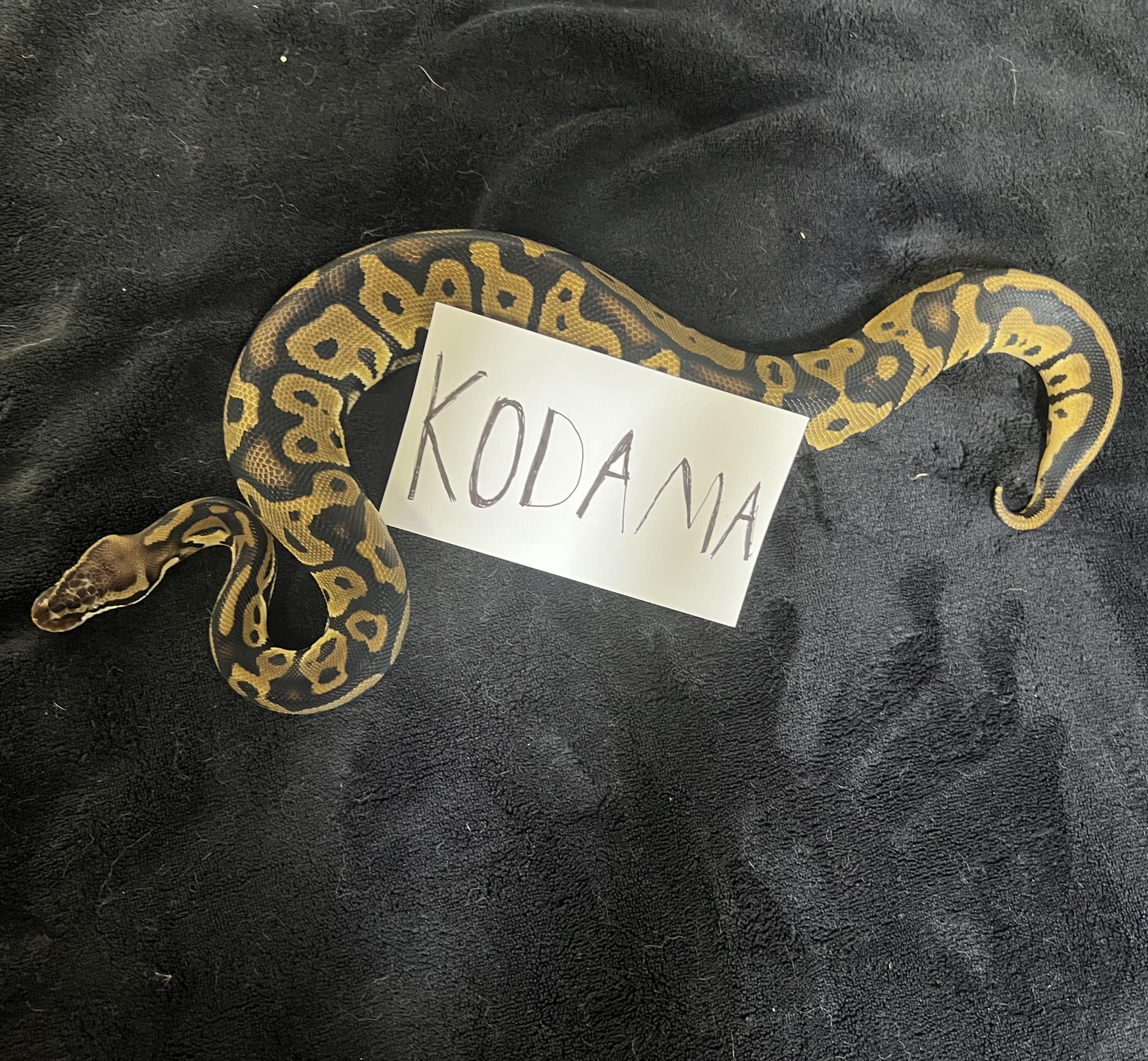 Kodama, a Adoptable Ball Python in Tacoma, WA image 2/2