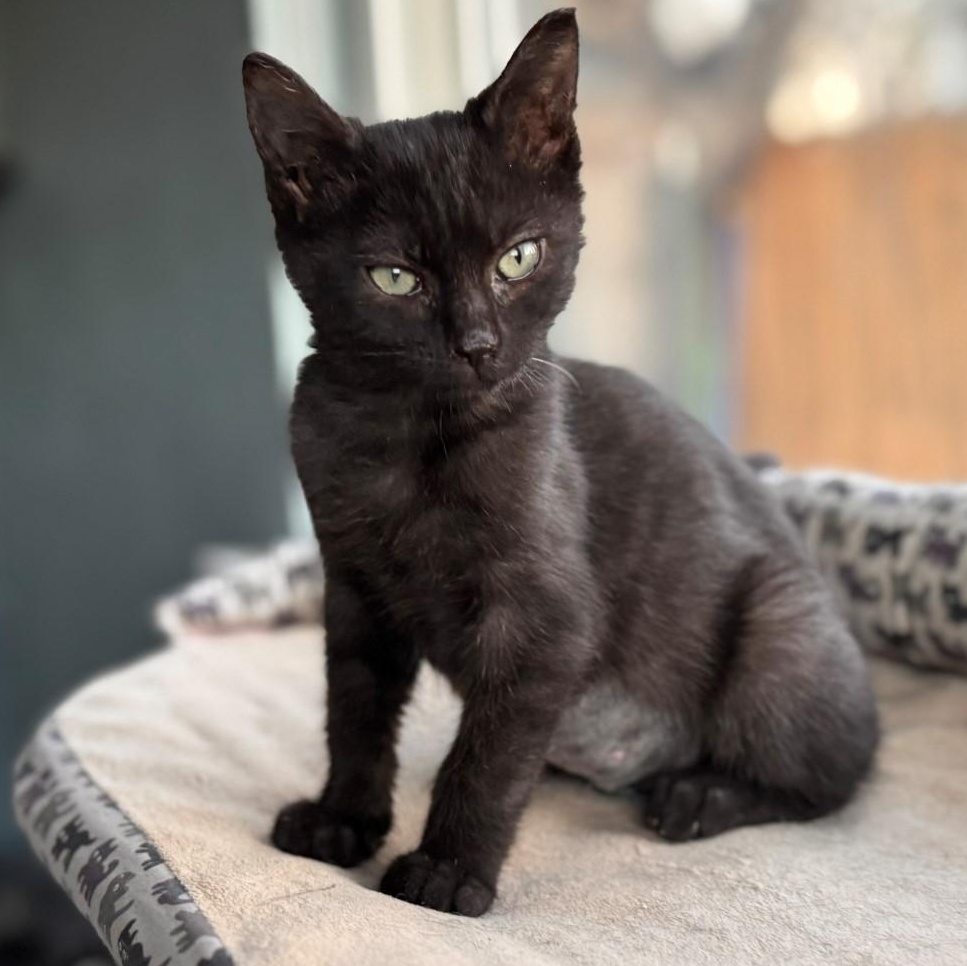 Grace Shah, an adopted mixed breed in Denver, CO image 5/6