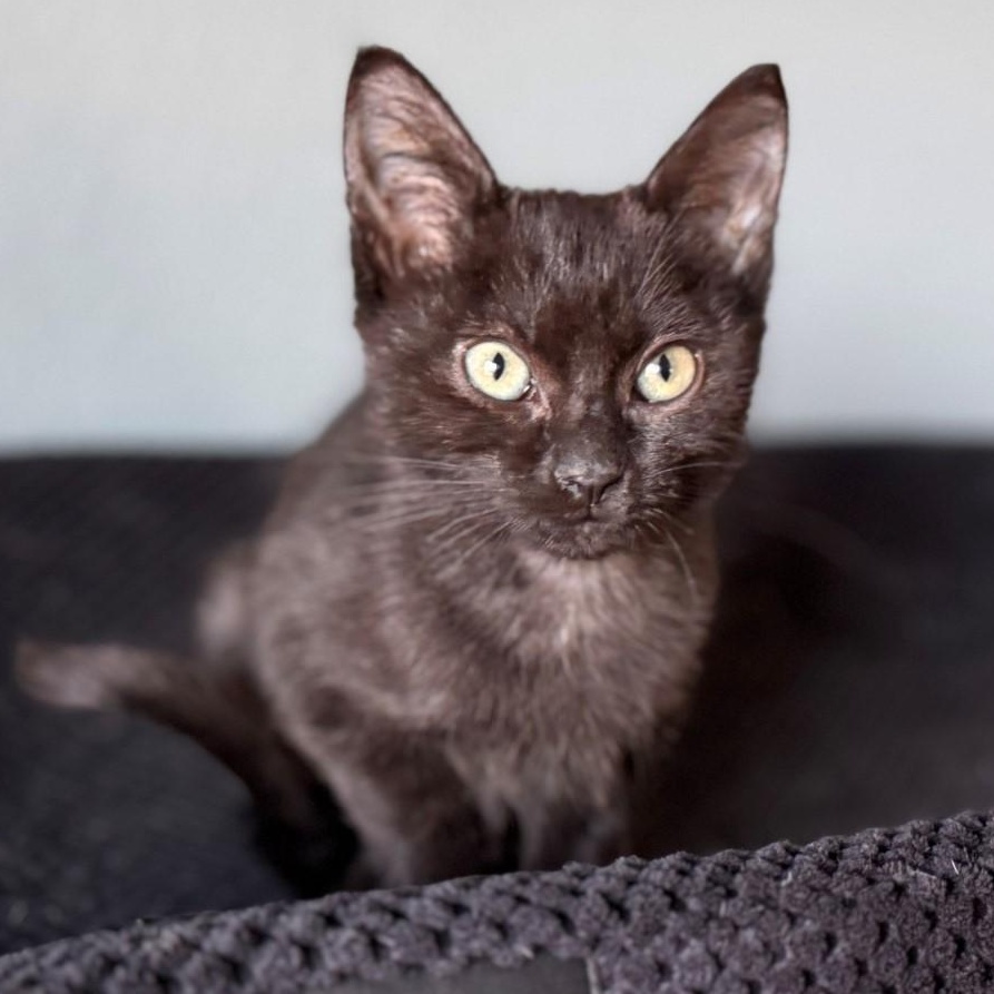 Grace Shah, an adopted mixed breed in Denver, CO image 2/6