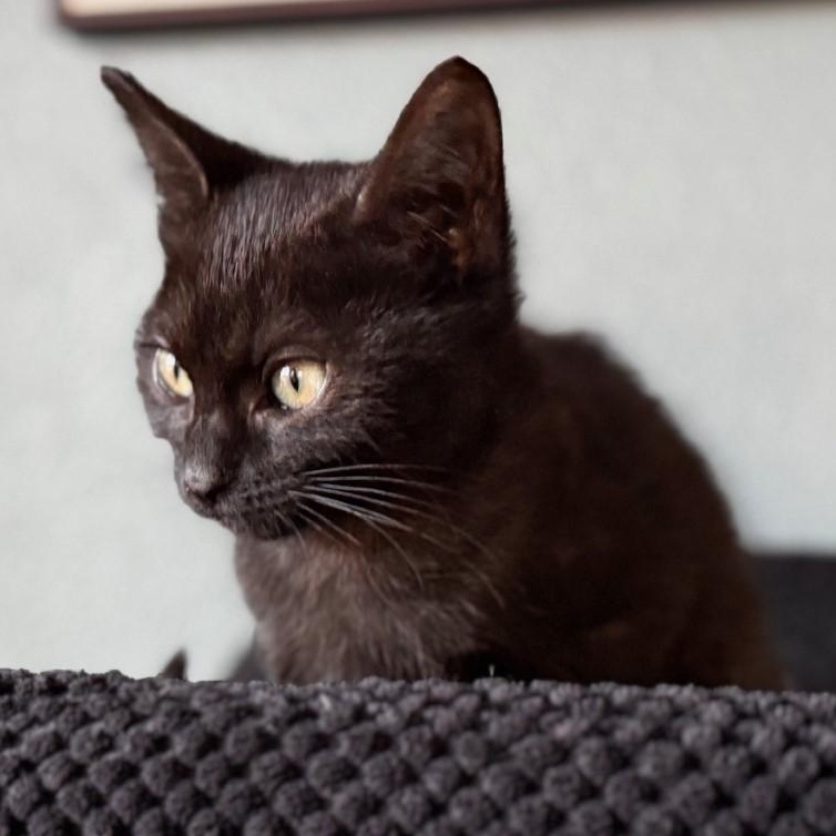 Grace Shah, an adopted mixed breed in Denver, CO image 4/6