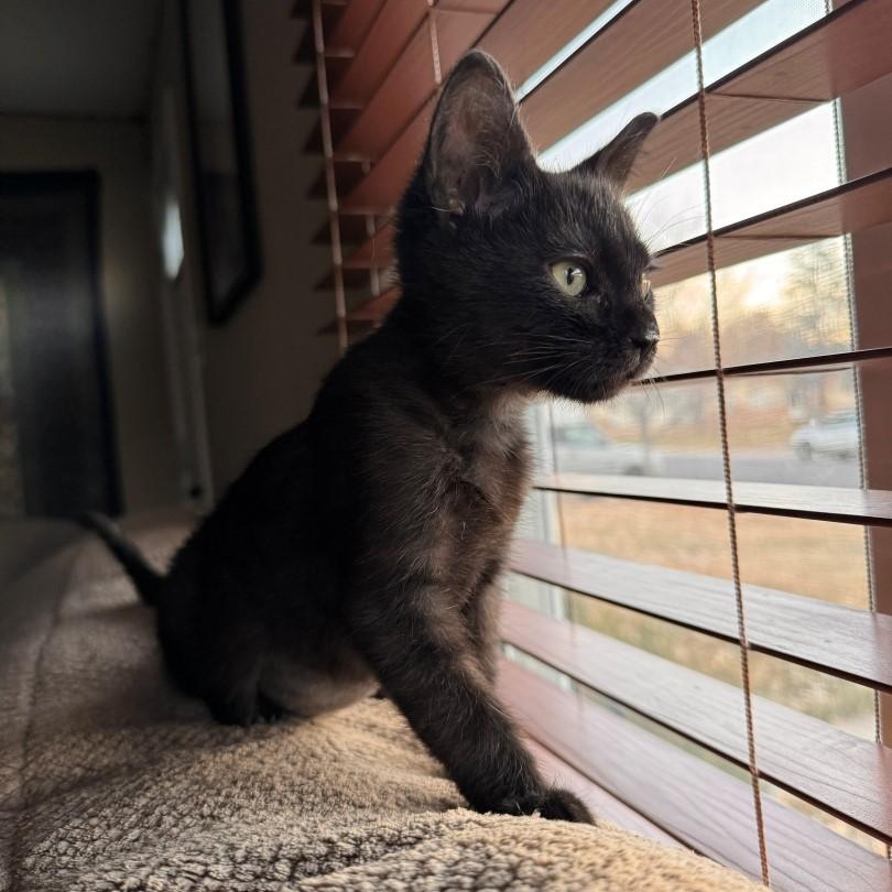 Grace Shah, an adopted mixed breed in Denver, CO image 3/6