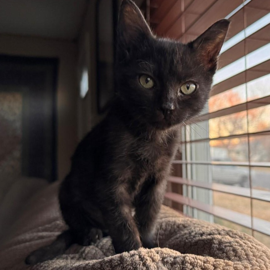 Grace Shah, an adopted mixed breed in Denver, CO image 6/6