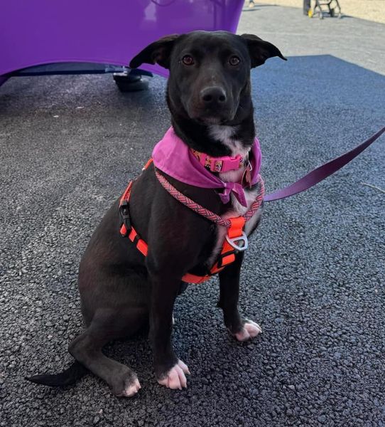 Enlarge Oreo the pup, an adoptable Mixed Breed in Midland, TX image 1/2