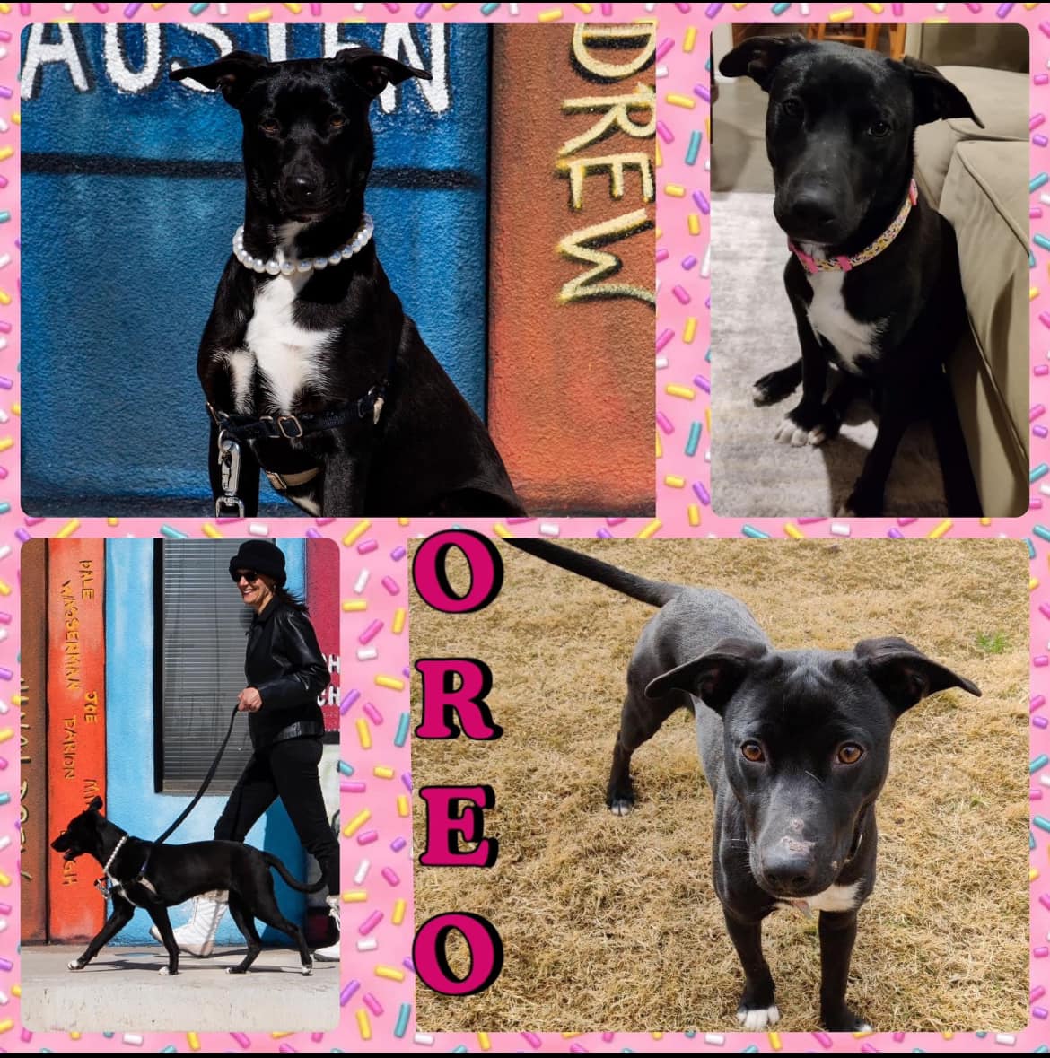 Enlarge Oreo the pup, an adoptable Mixed Breed in Midland, TX image 2/2