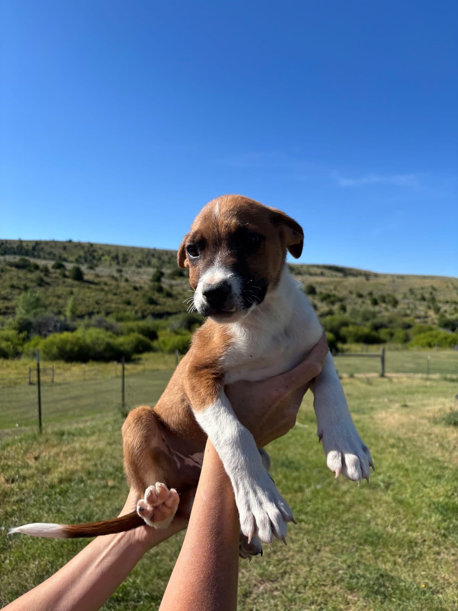 Granite, an adoptable Mixed Breed in Wilsall, MT, 59086 | Photo Image 1