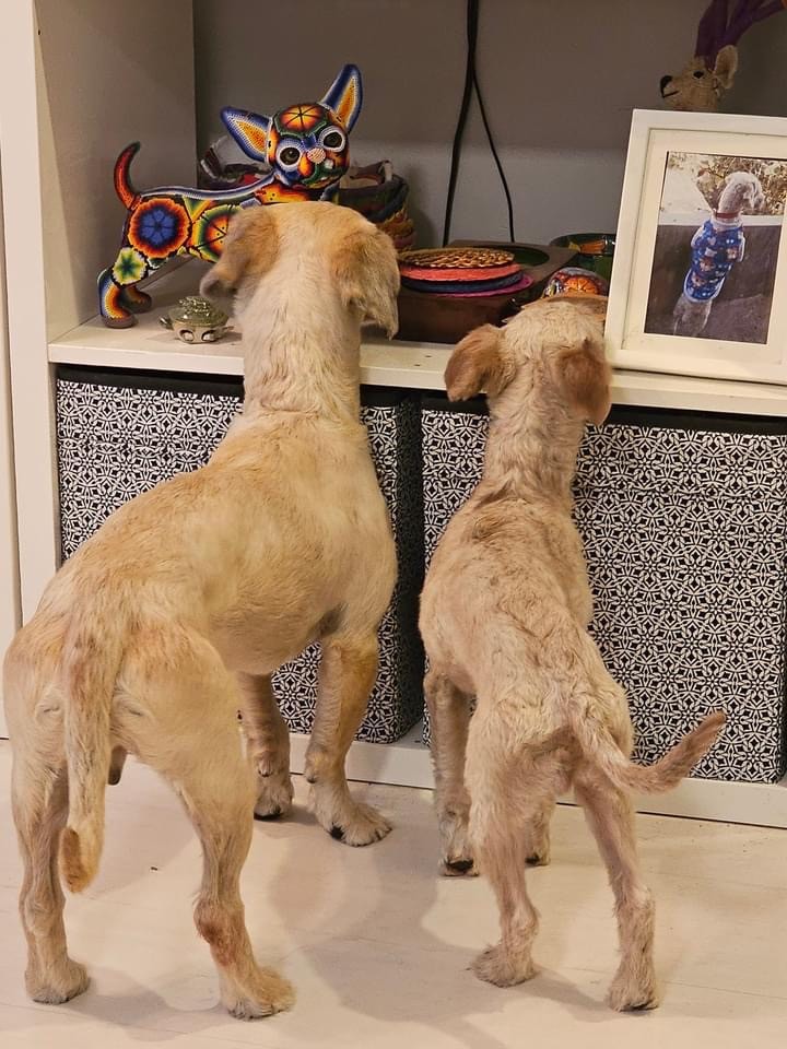 Enlarge Capybara, a Adopted mixed breed in Vancouver, BC image 4/5