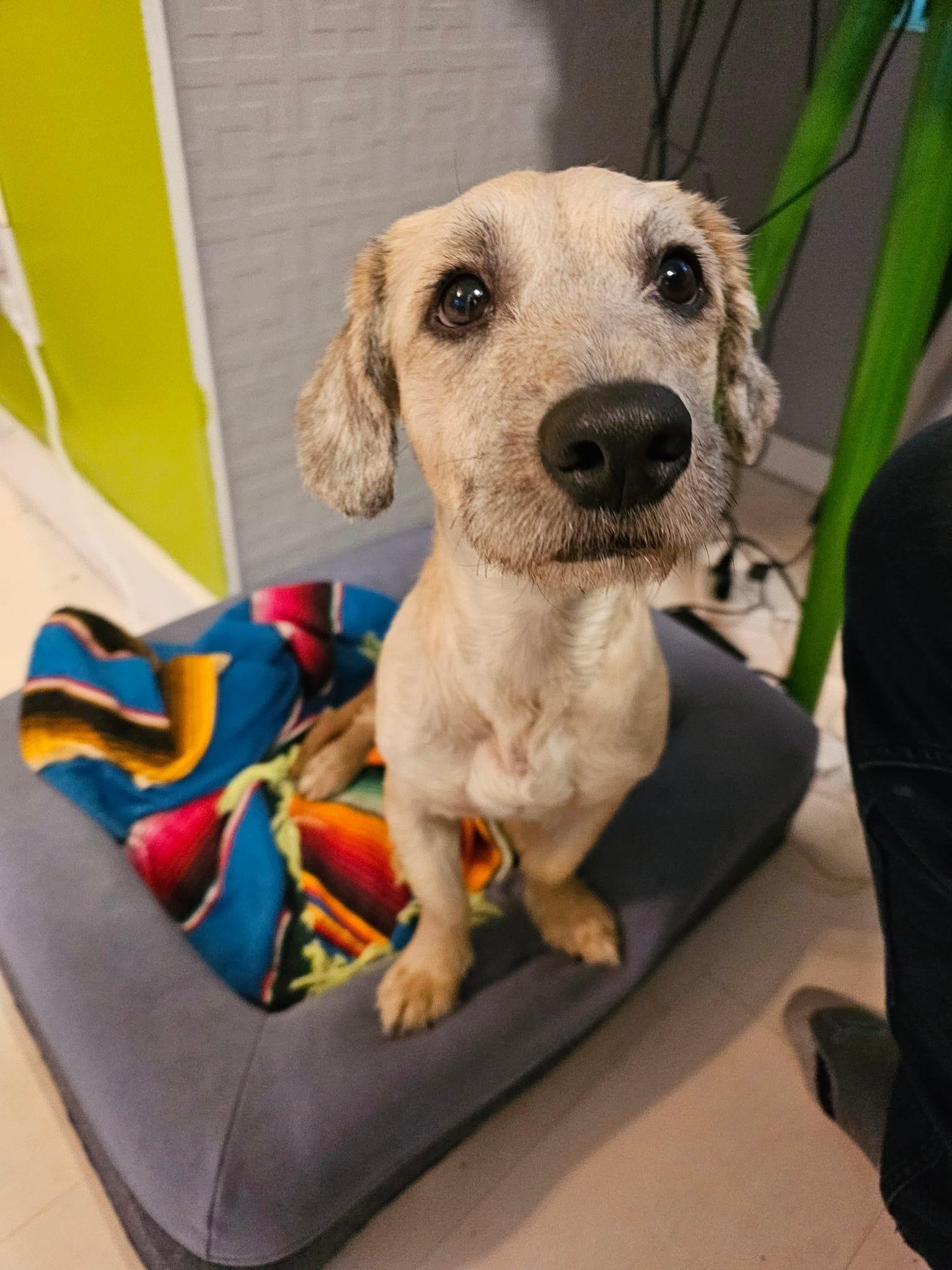 Enlarge Capybara, a Adopted mixed breed in Vancouver, BC image 1/5