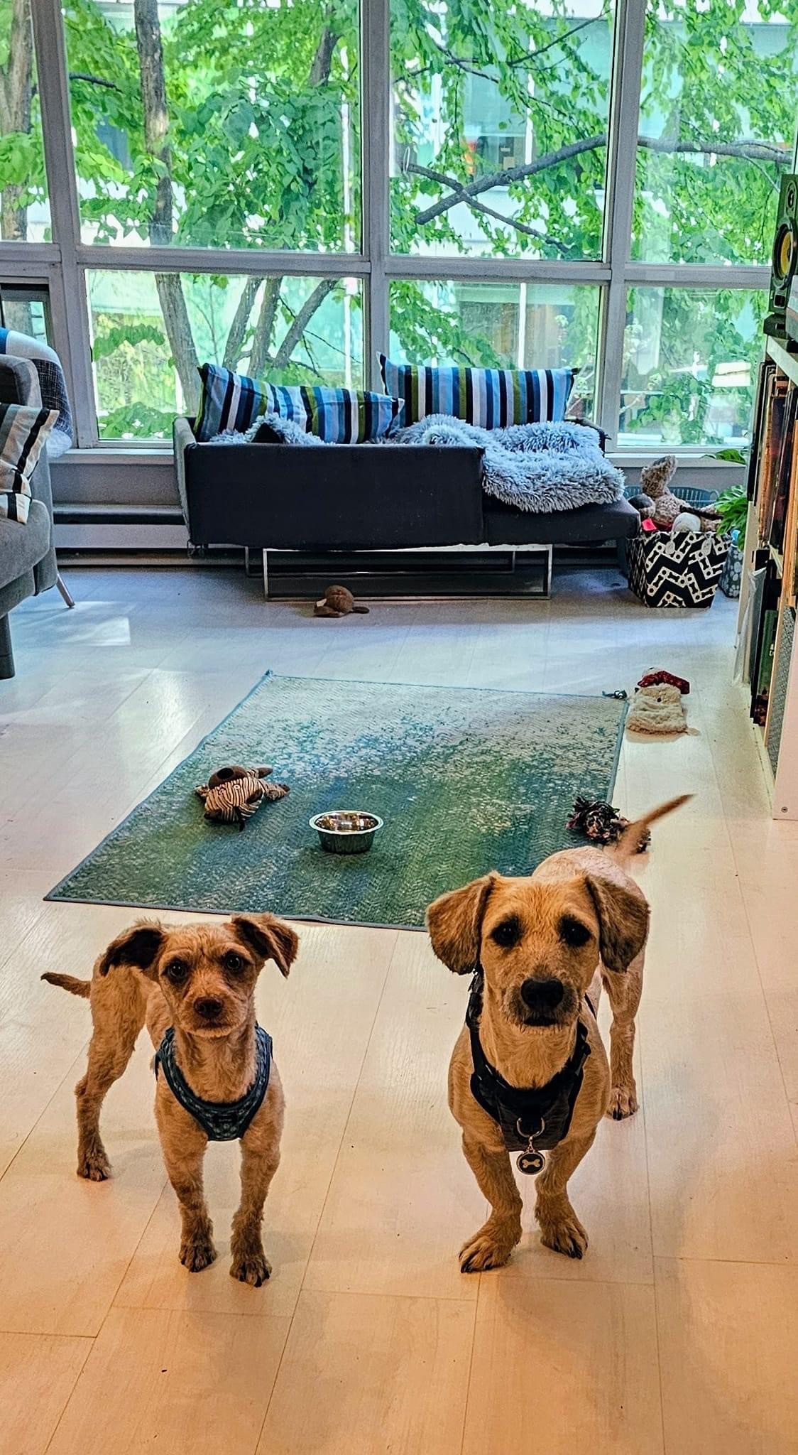 Enlarge Capybara, a Adopted mixed breed in Vancouver, BC image 5/5