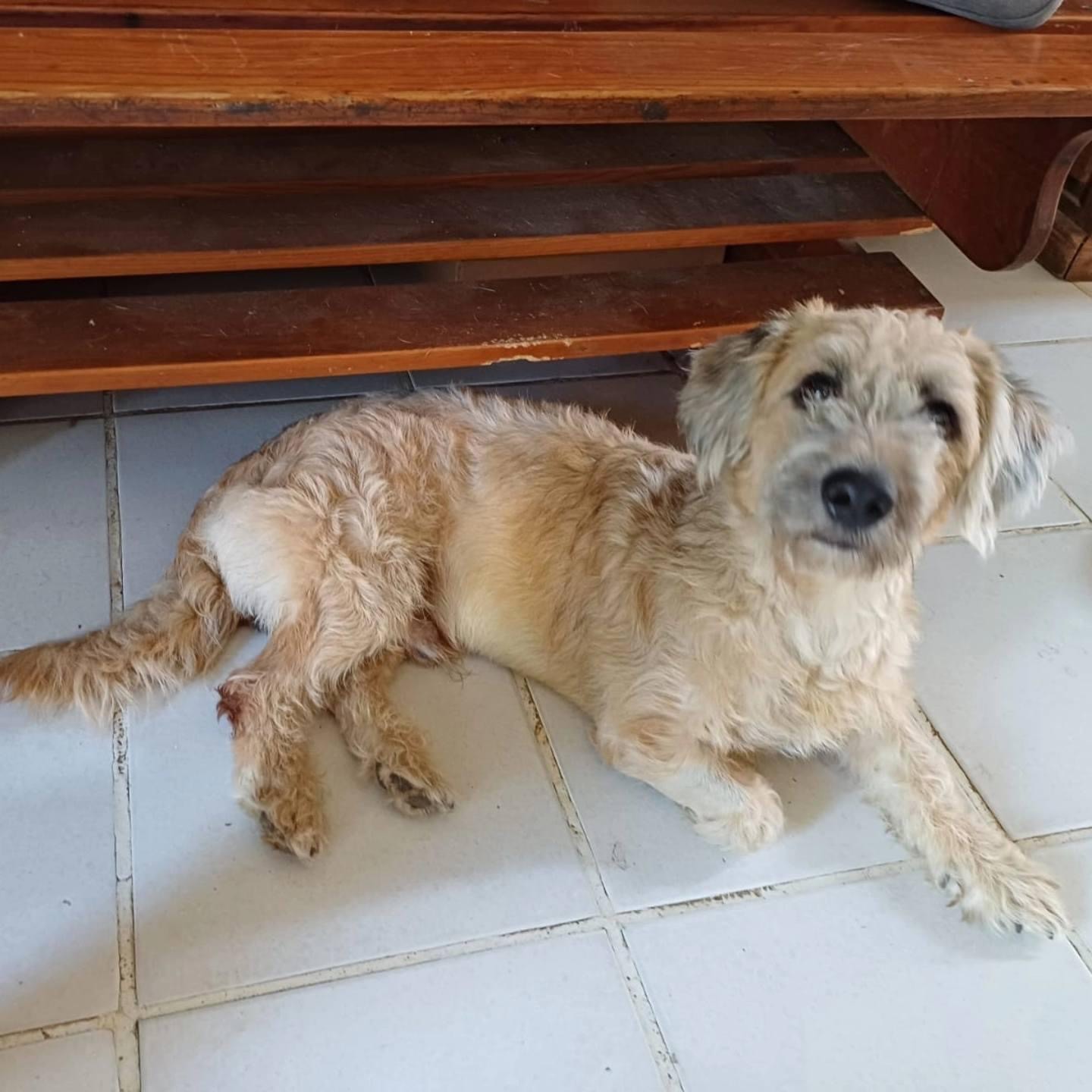 Enlarge Capybara, a Adopted mixed breed in Vancouver, BC image 3/5