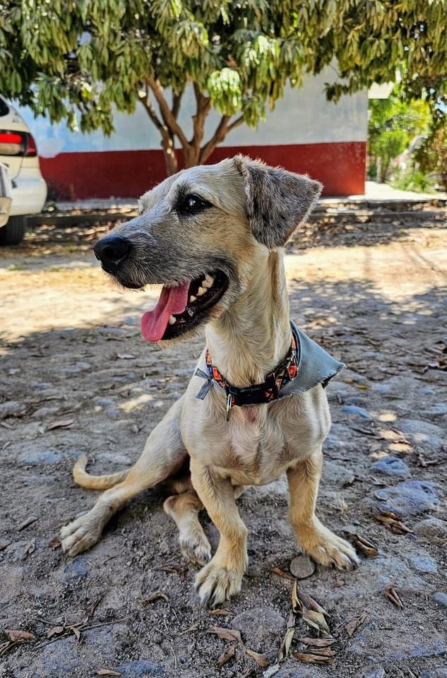 Enlarge Capybara, a Adopted mixed breed in Vancouver, BC image 2/5
