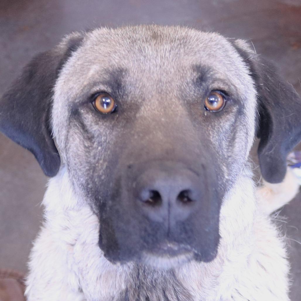 Oxana, Adoptable, Adult Female Anatolian Shepherd.