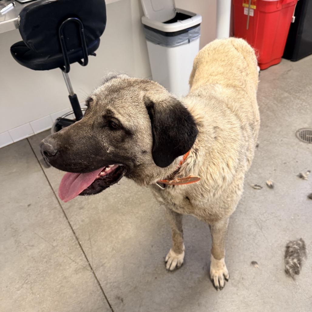 Enlarge Oxana, a Adoptable Anatolian Shepherd in Rifle, CO image 2/3