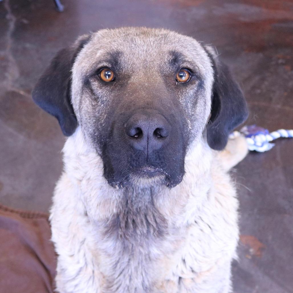 Enlarge Oxana, a Adoptable Anatolian Shepherd in Rifle, CO image 3/3