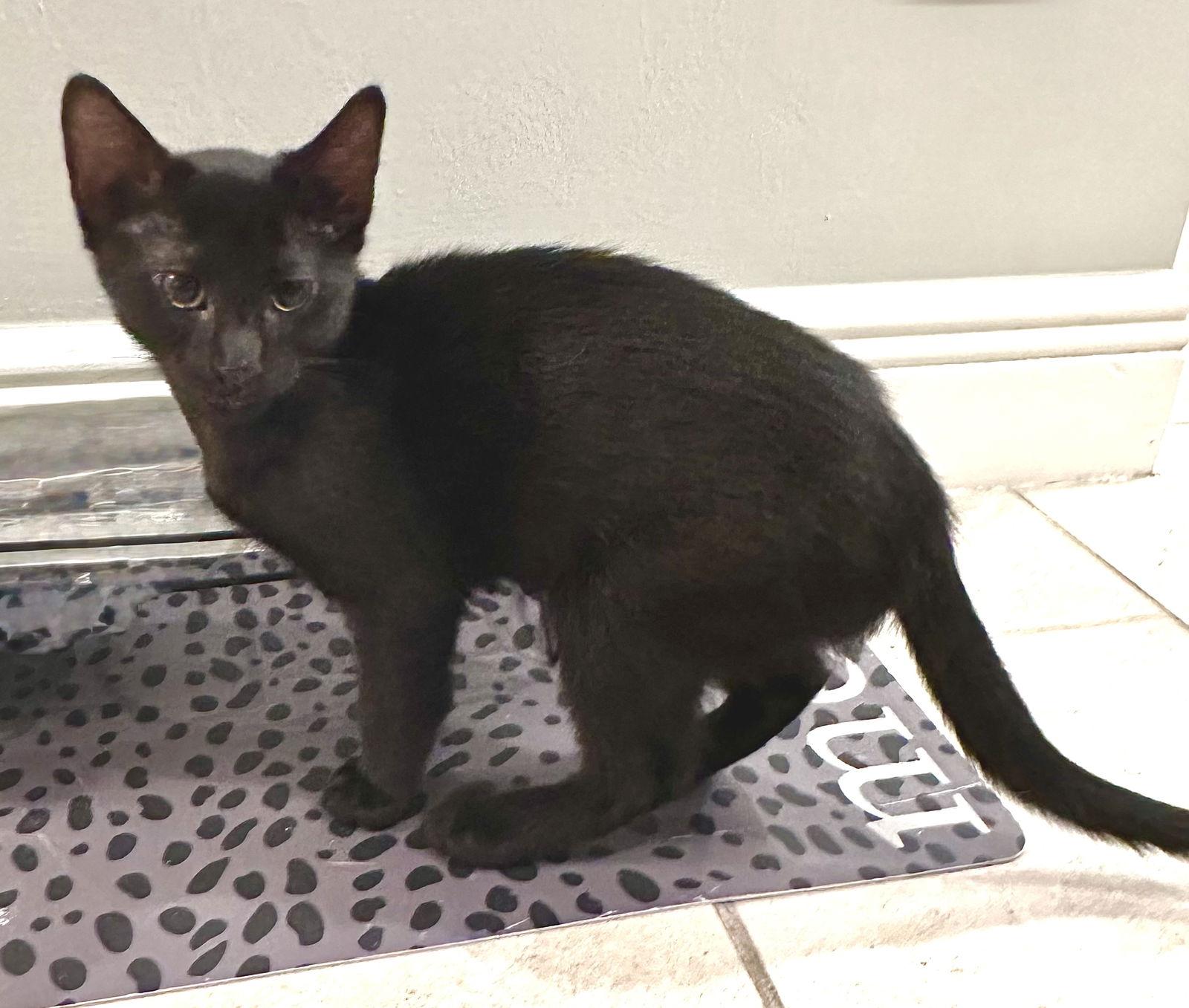 Enlarge Mojo, a Adoptable Domestic Short Hair in Fort Myers, FL image 1/1
