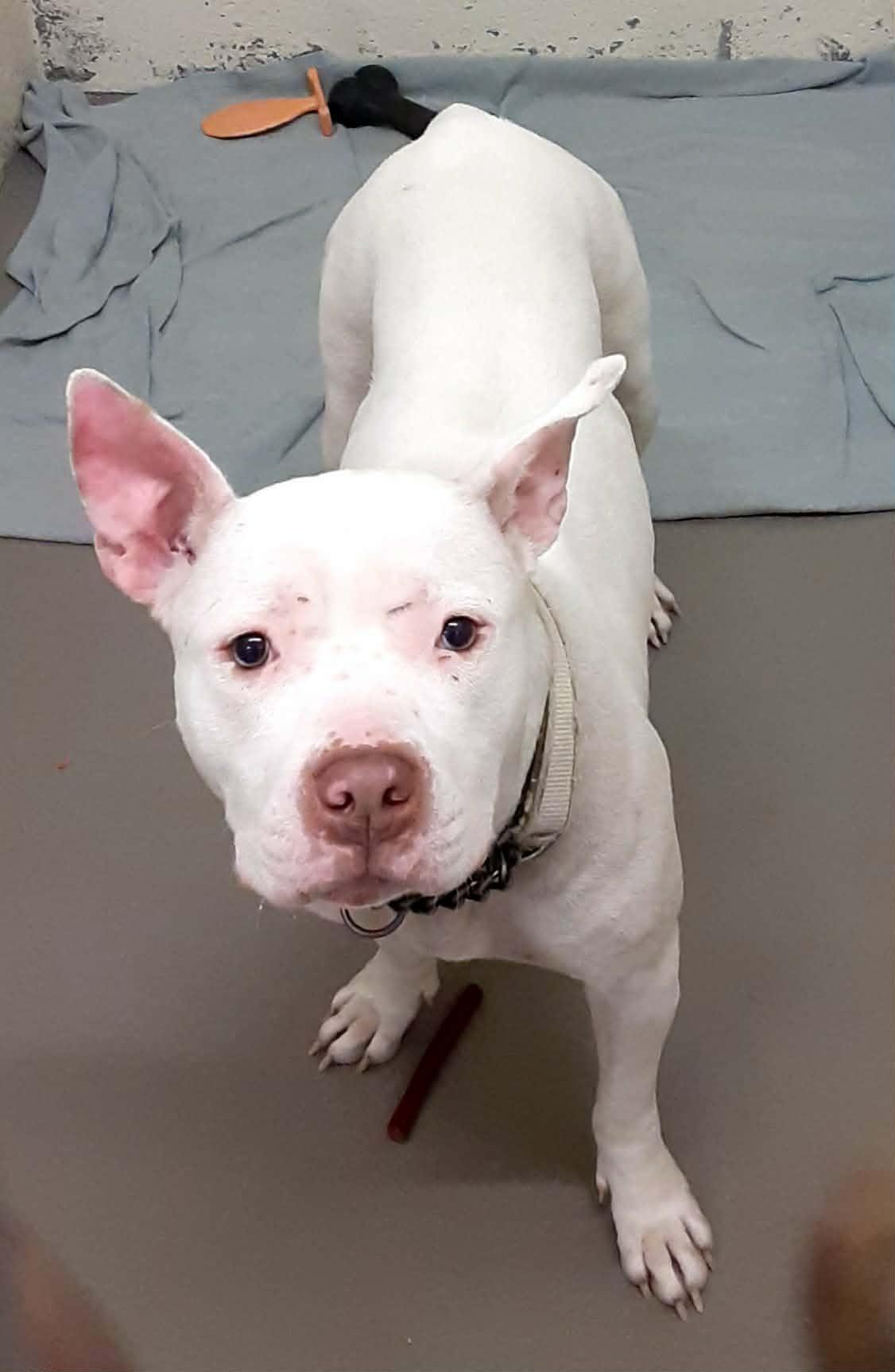 ANGEL, a Adoptable Pit Bull Terrier in Hagerstown, MD image 3/3