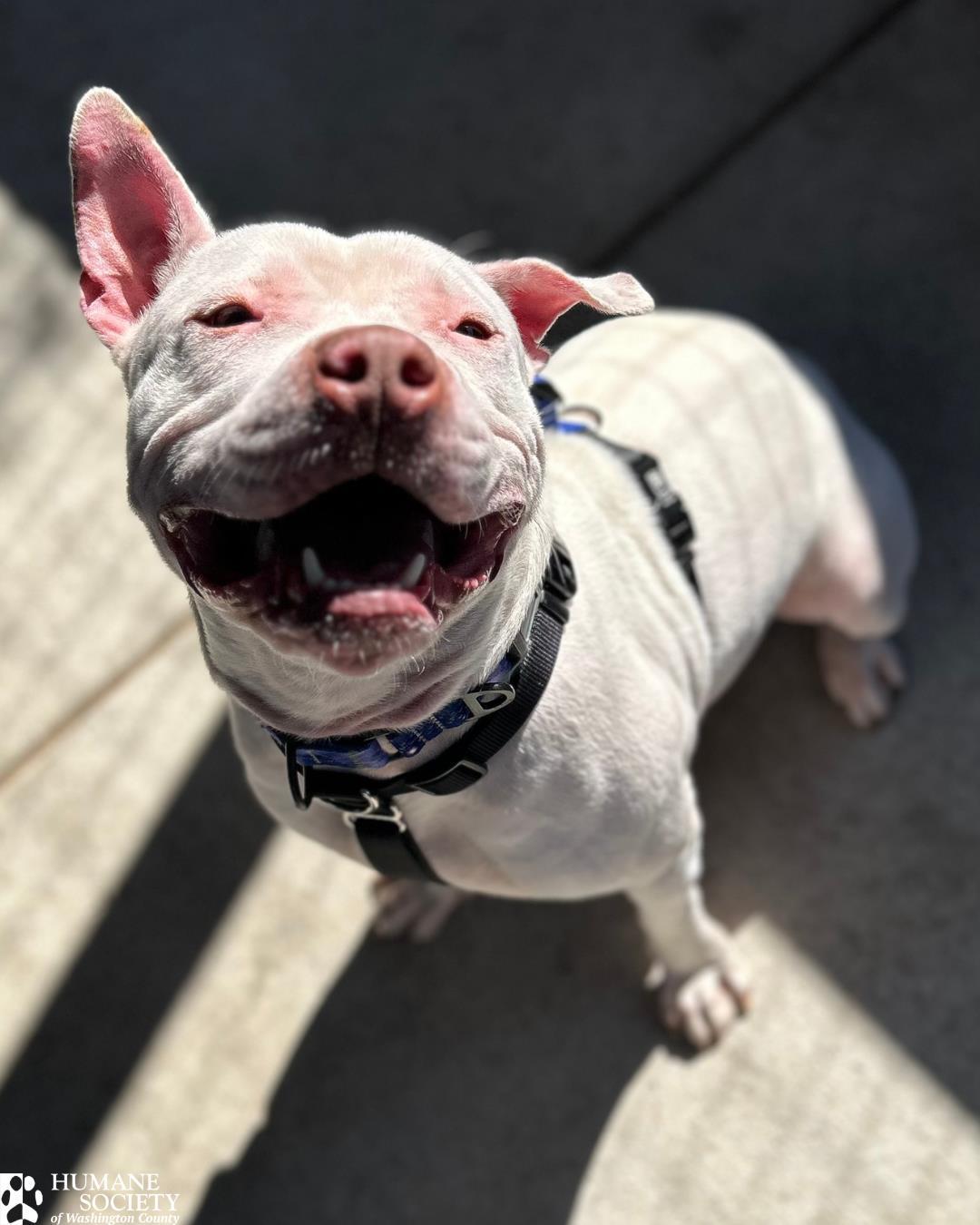 Enlarge ANGEL, a Adoptable Pit Bull Terrier in Hagerstown, MD image 1/1
