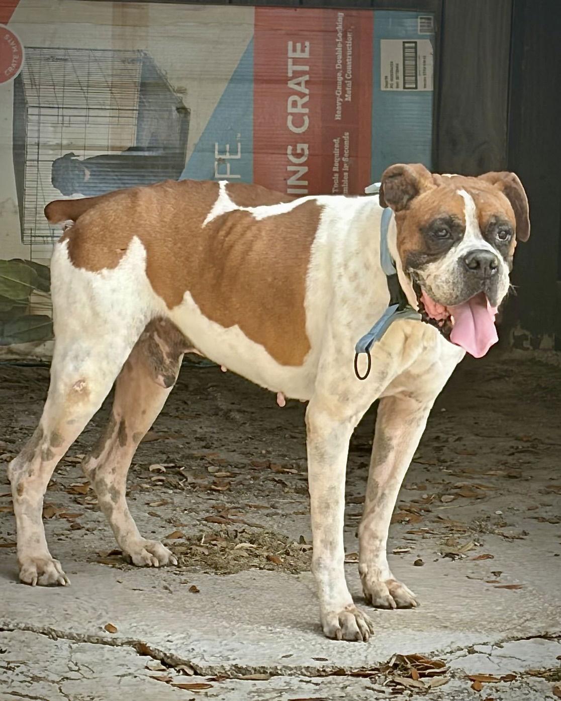 Archie, Adoptable, Adult Male Boxer.