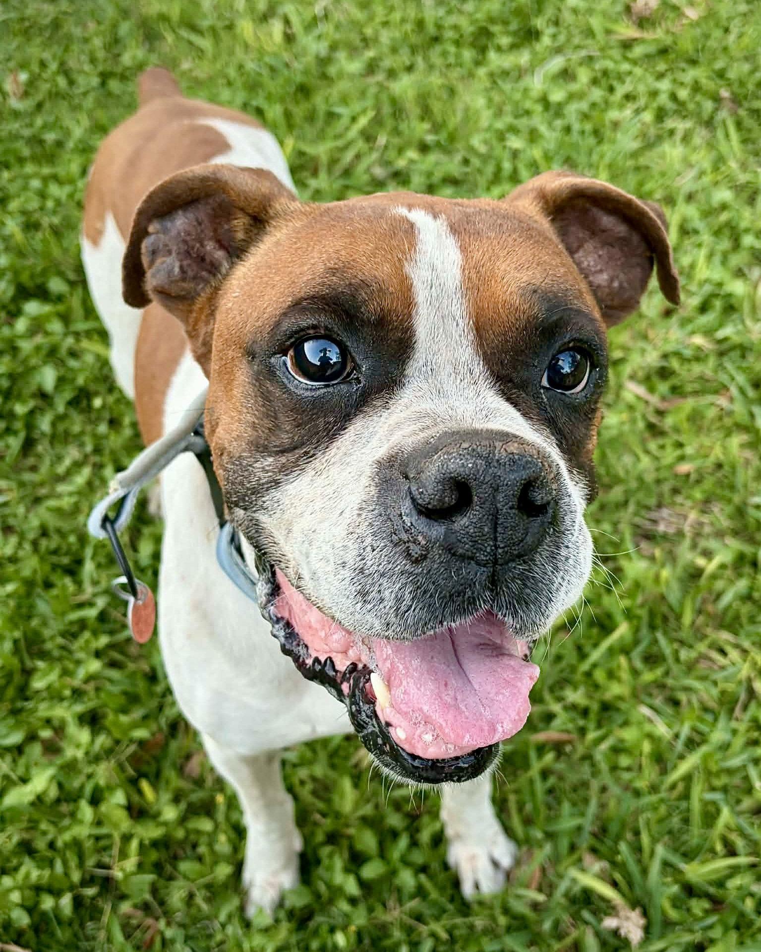 Enlarge Archie, a Adoptable Boxer in Monticello, NY image 1/3