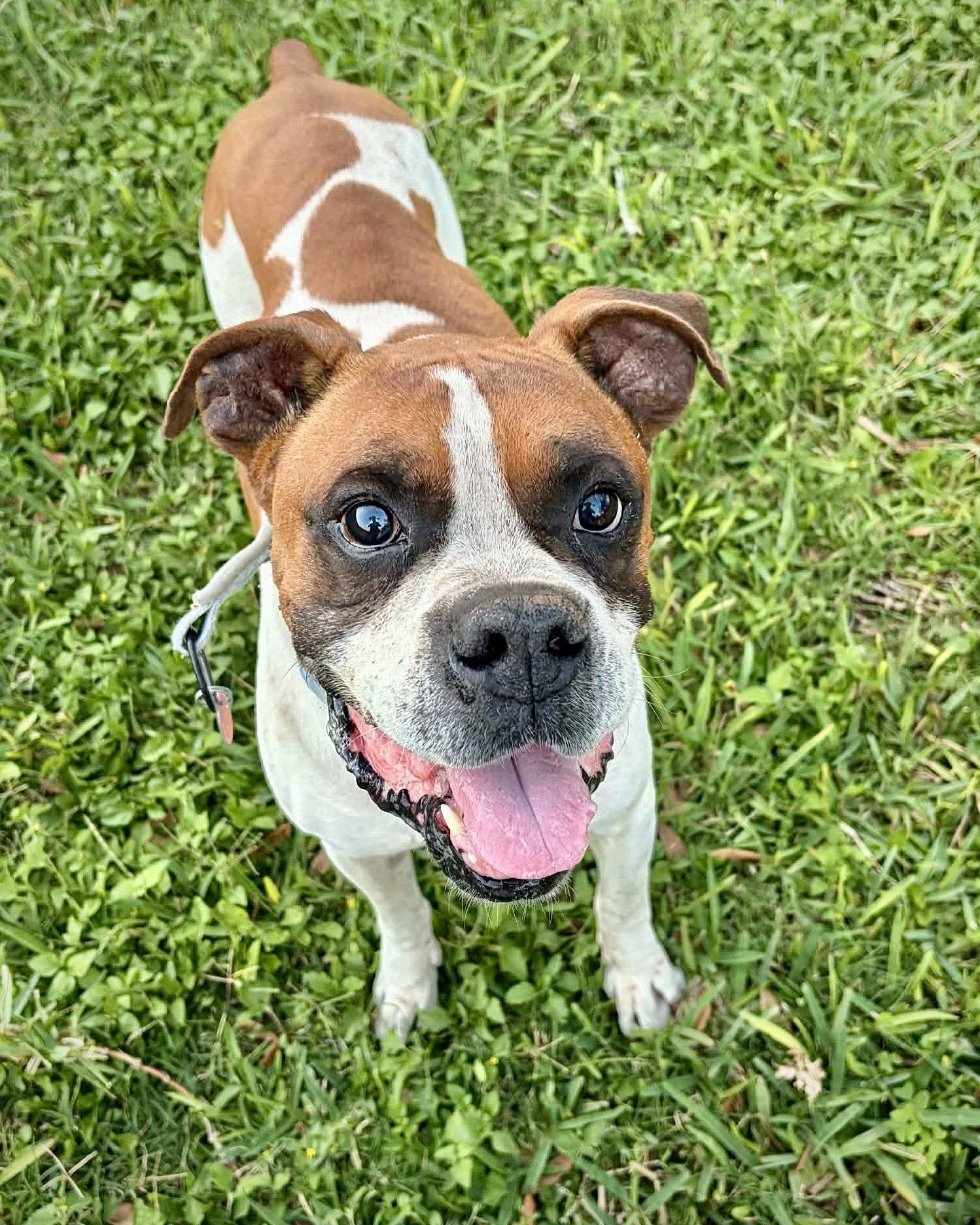 Enlarge Archie, a Adoptable Boxer in Monticello, NY image 2/3