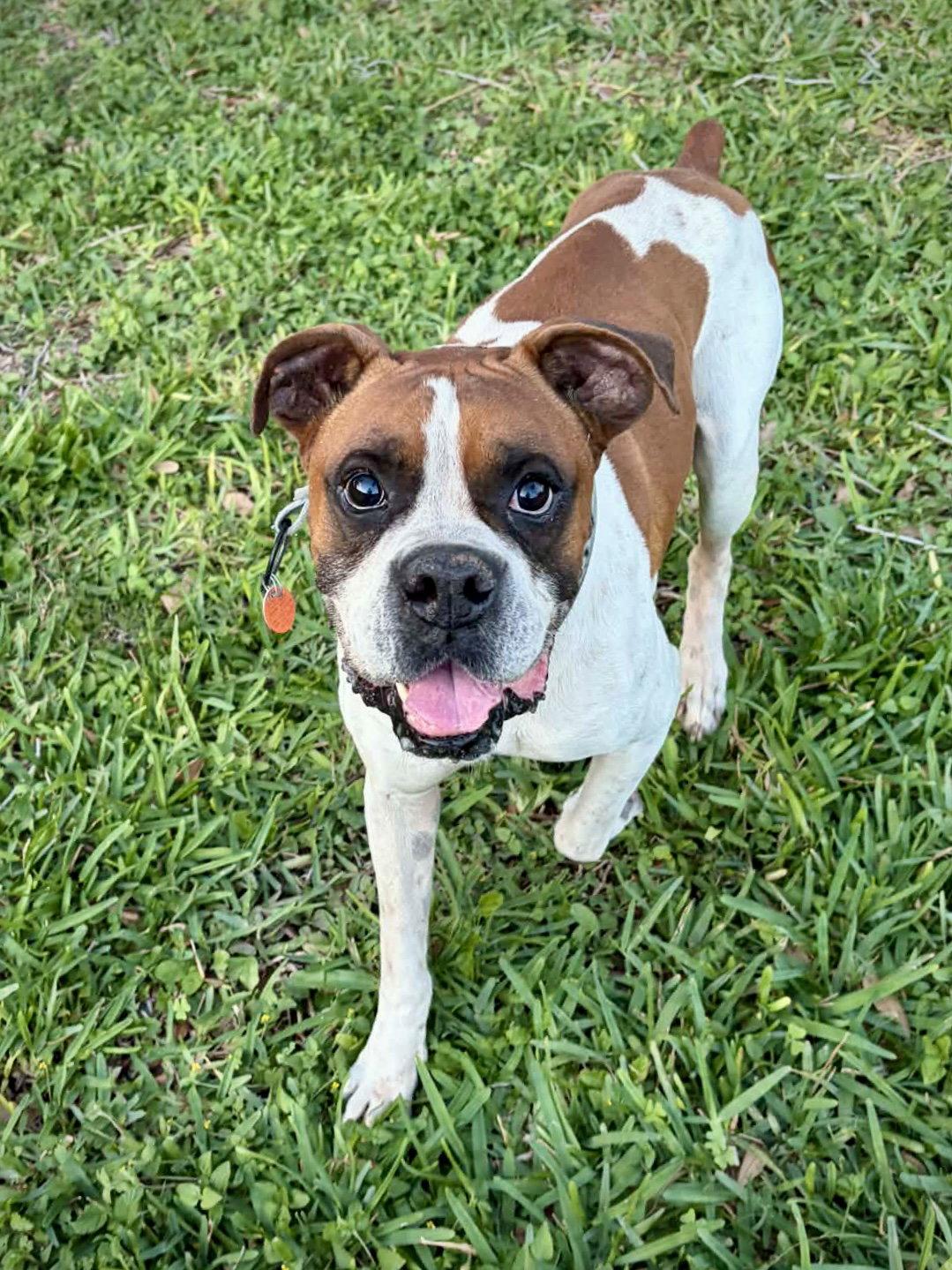 Enlarge Archie, a Adoptable Boxer in Monticello, NY image 3/3