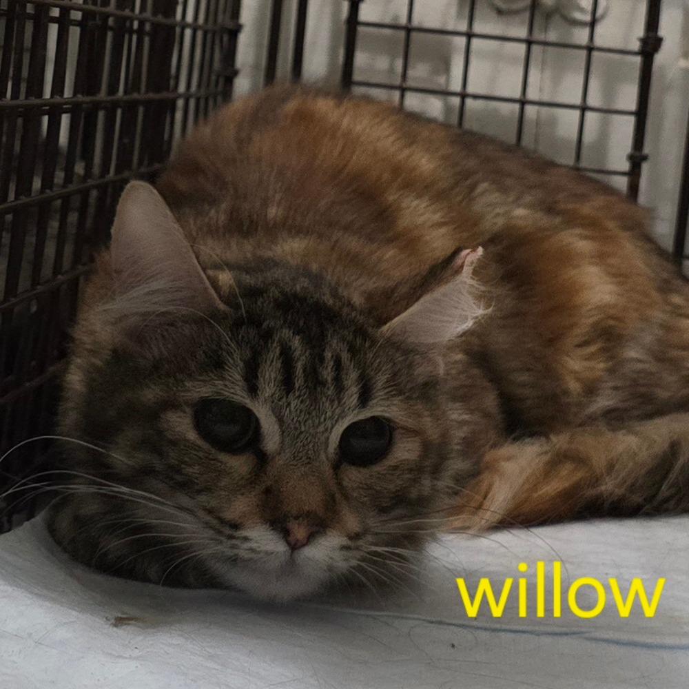 Willow, Adoptable, Young Female Domestic Medium Hair.