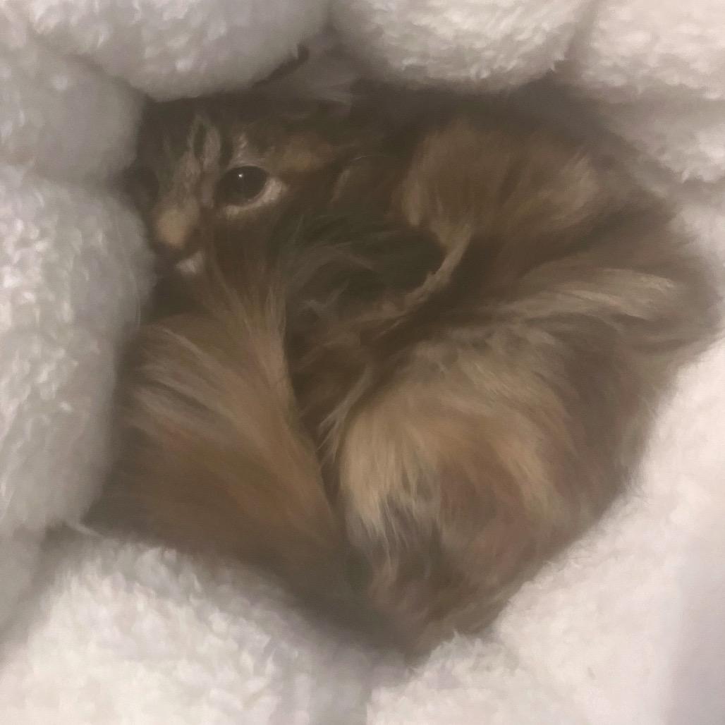 Willow, a Adoptable Domestic Medium Hair in Grantsville, UT image 2/2