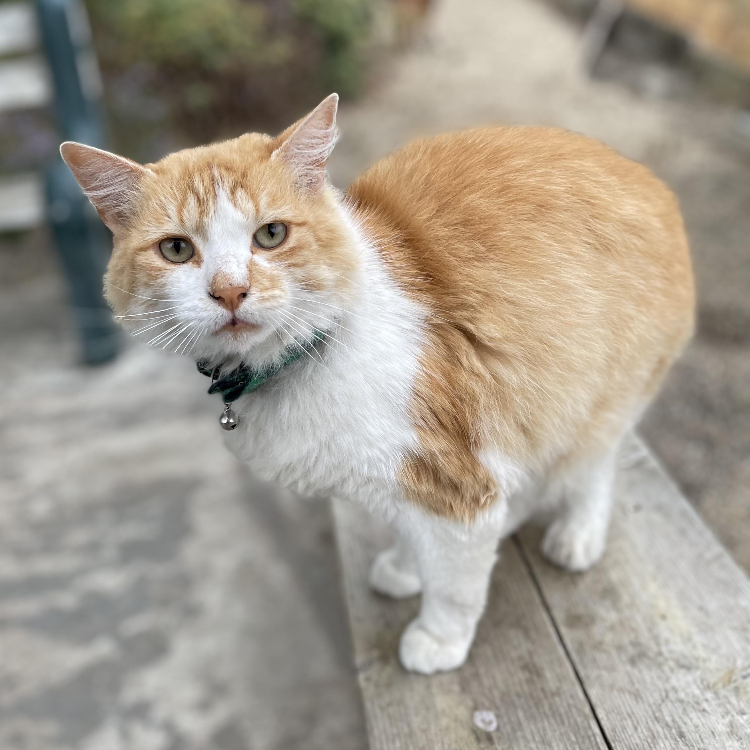 O'Malley (indoor/outdoor), Adoptable, Adult Male Domestic Medium Hair.