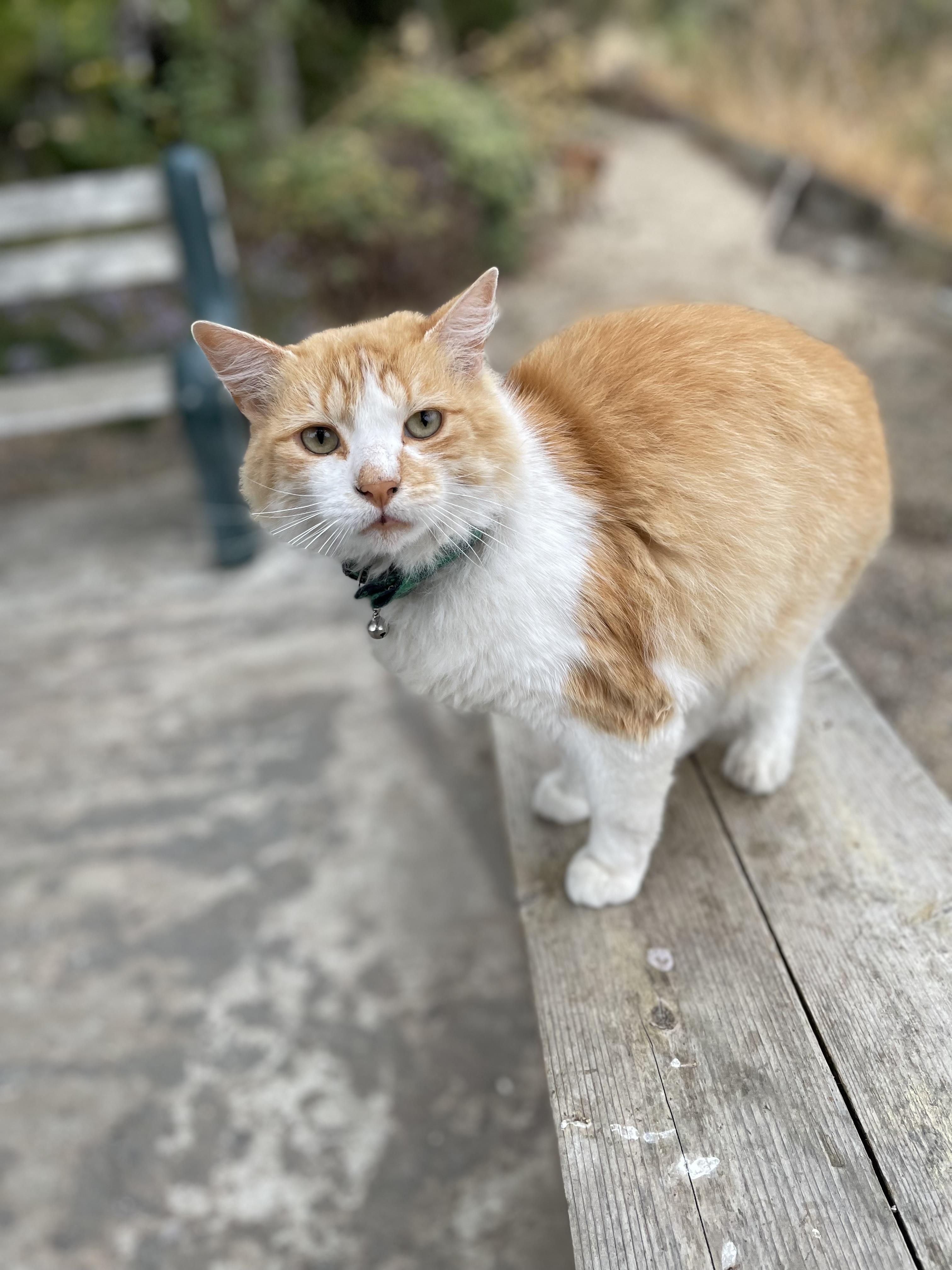 O'Malley, an adoptable Domestic Medium Hair in Hollister, CA, 95023 | Photo Image 2