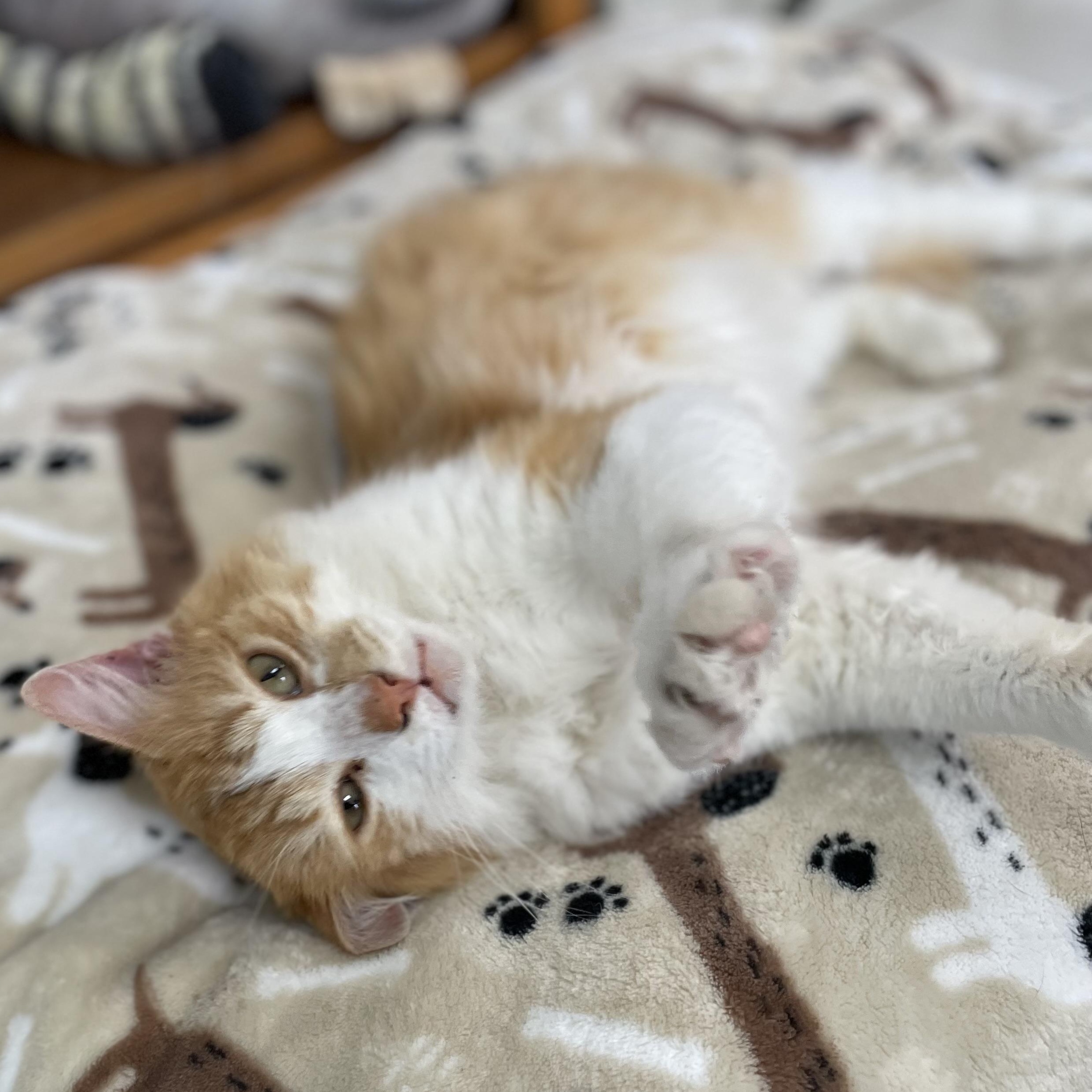 O'Malley (indoor/outdoor)