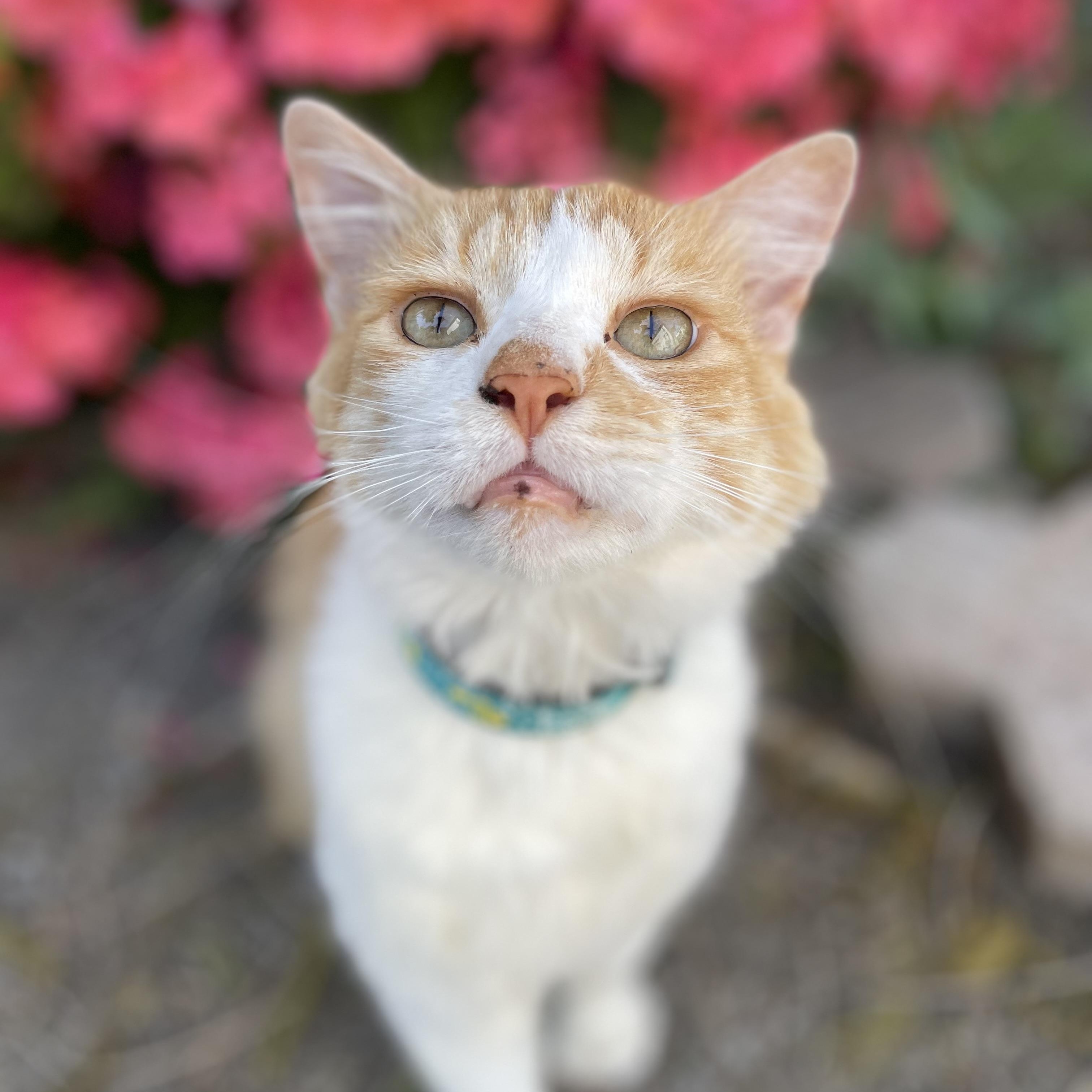 O'Malley (indoor/outdoor)