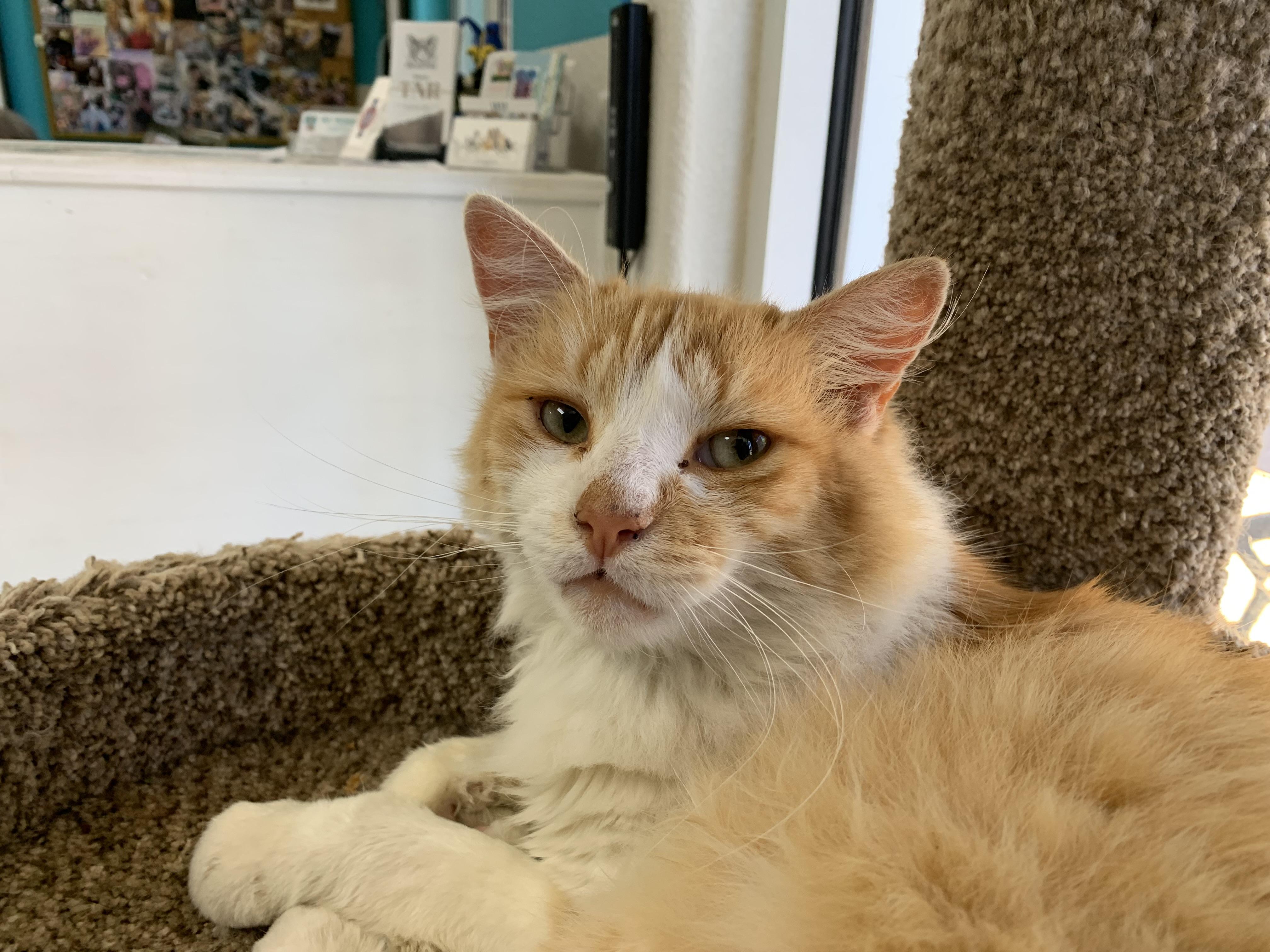 O'Malley, an adoptable Domestic Medium Hair in Hollister, CA, 95023 | Photo Image 4