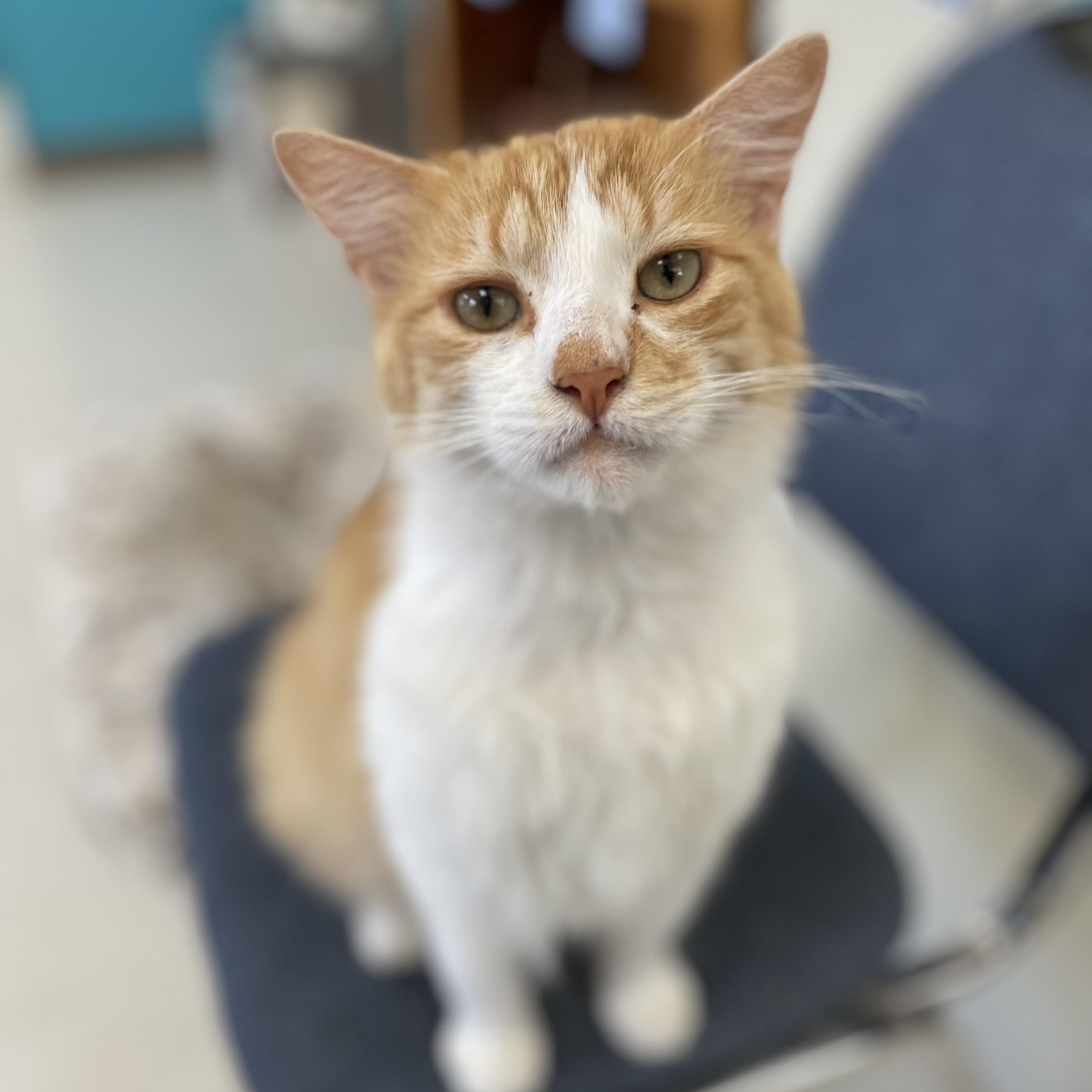 O'Malley (indoor/outdoor)