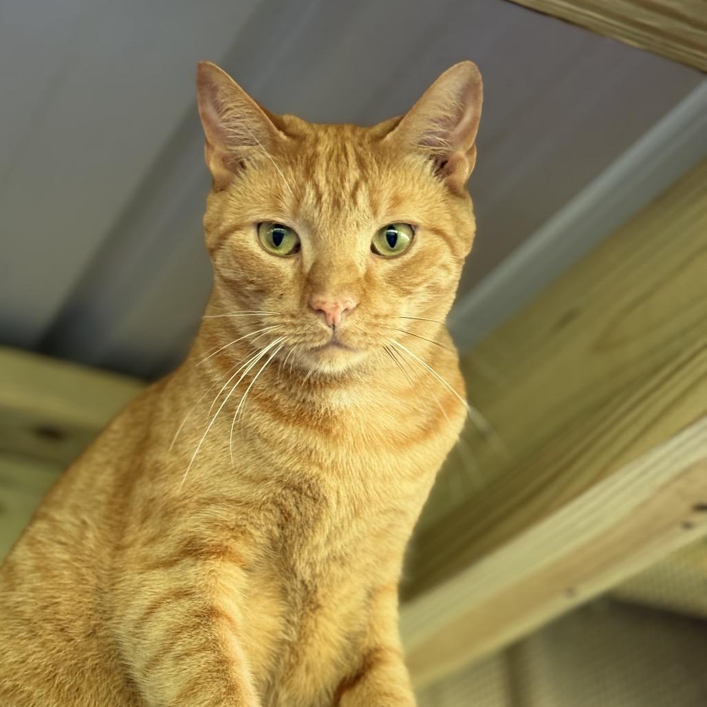 Tiger, Adoptable, Adult Male Domestic Short Hair.