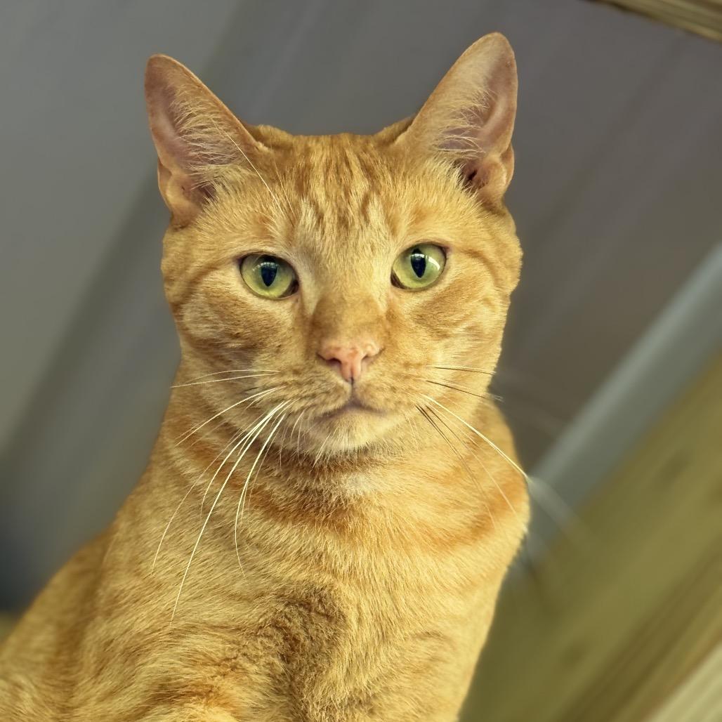 Tiger, a Adoptable Domestic Short Hair in Blairsville, GA image 2/6