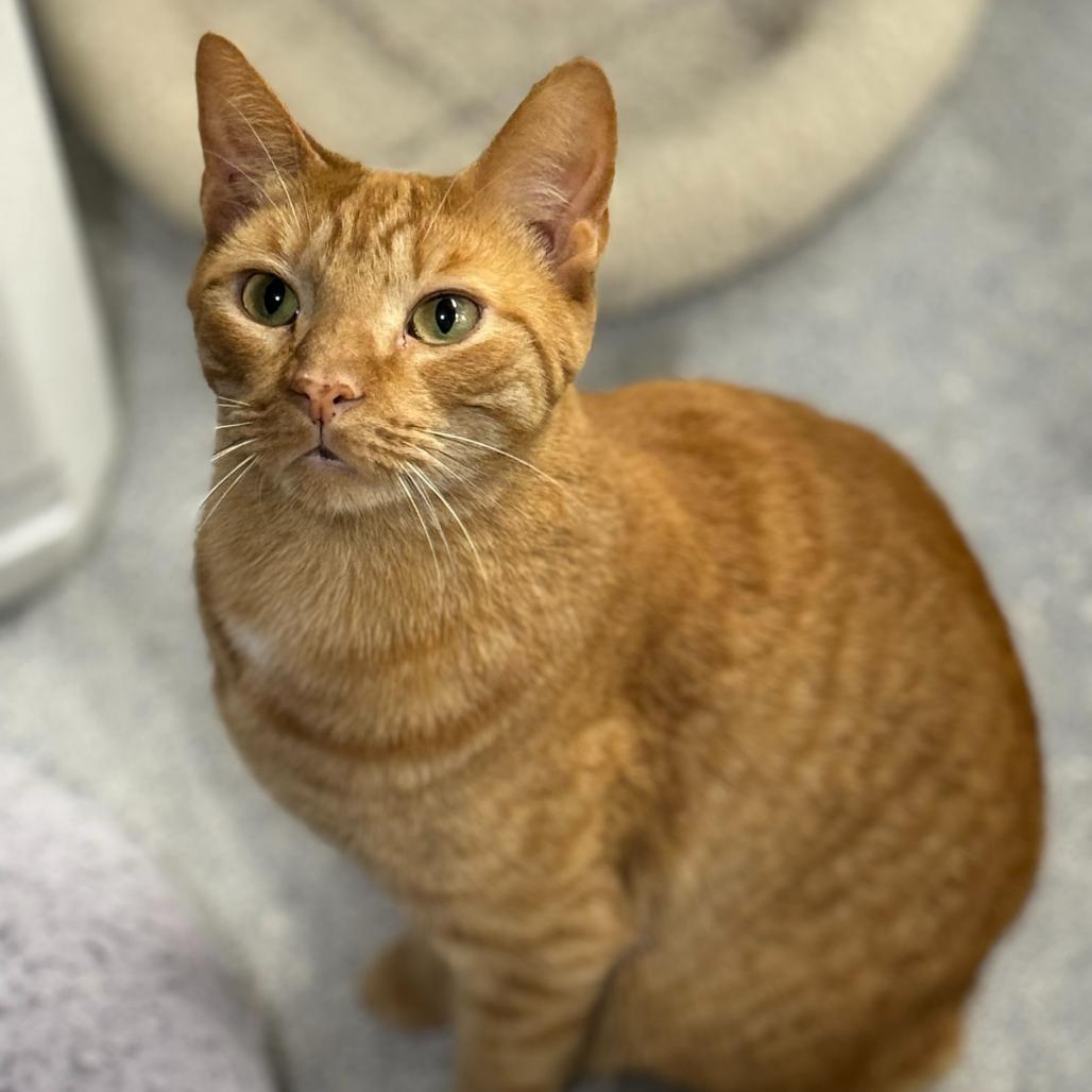 Tiger, a Adoptable Domestic Short Hair in Blairsville, GA image 3/6