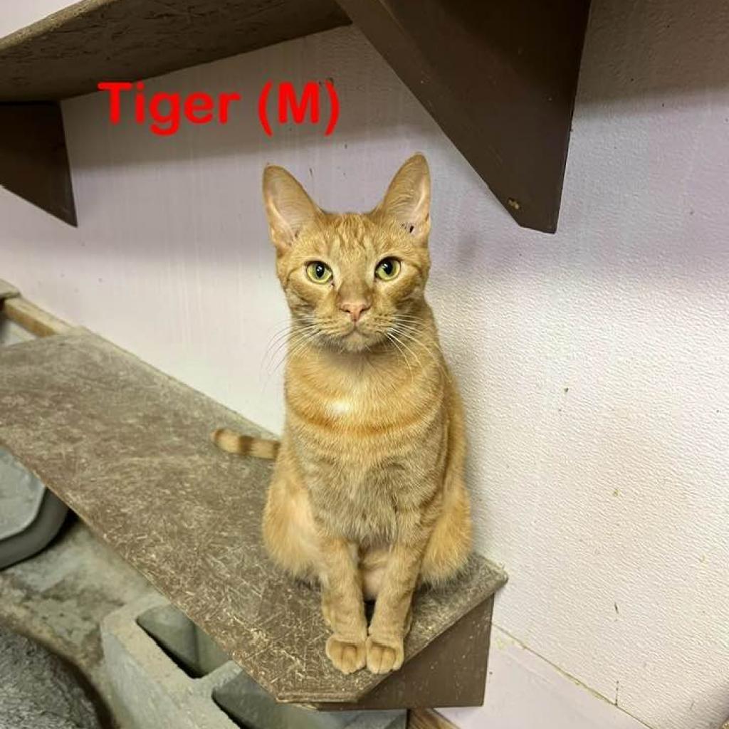 Tiger, a Adoptable Domestic Short Hair in Blairsville, GA image 4/6