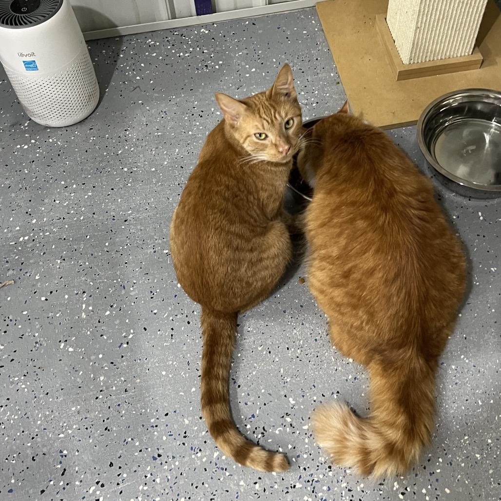 Tiger, a Adoptable Domestic Short Hair in Blairsville, GA image 5/6