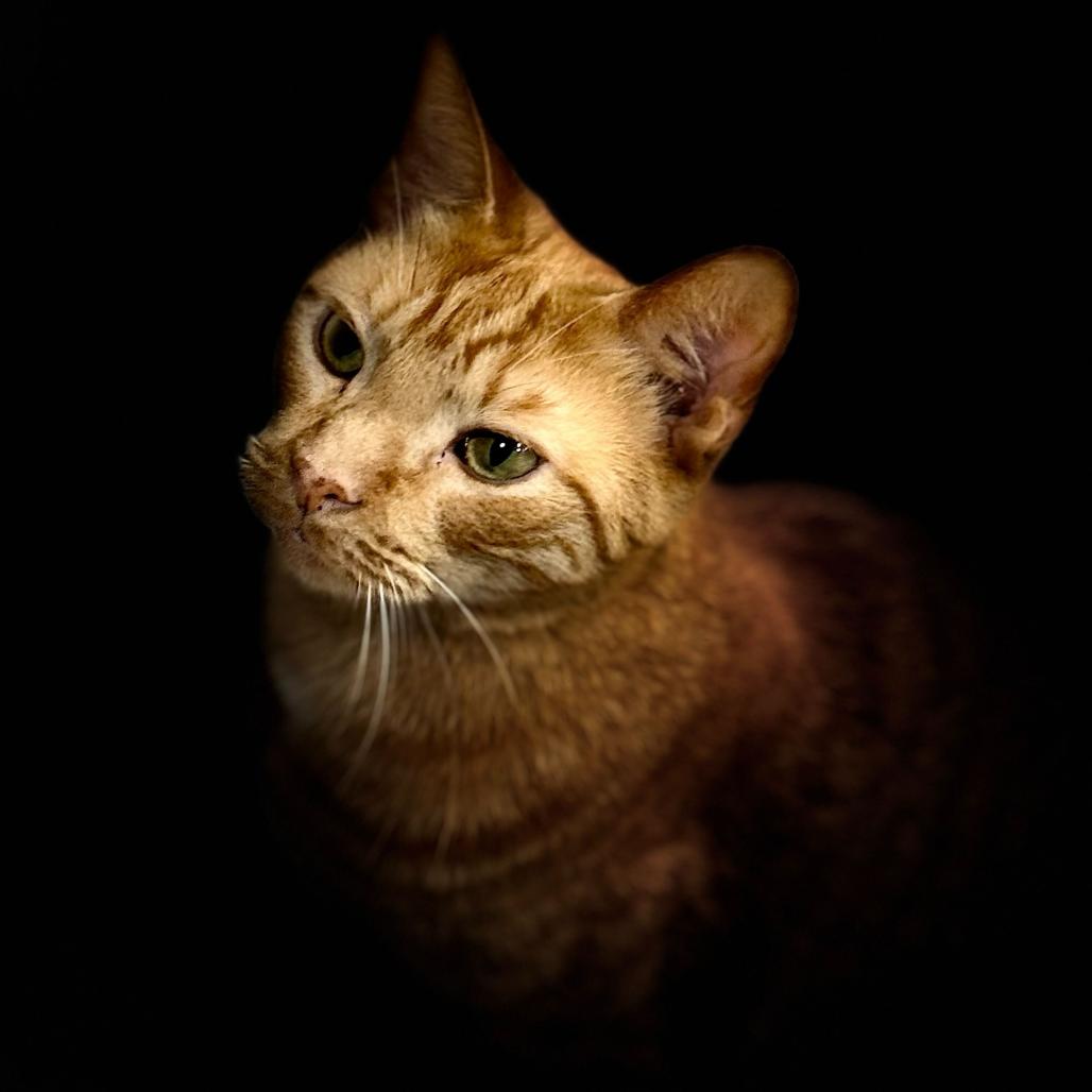 Tiger, a Adoptable Domestic Short Hair in Blairsville, GA image 6/6