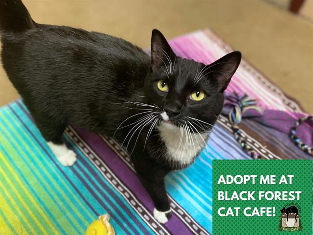 JESTER, Adoptable, Young Male Domestic Short Hair.