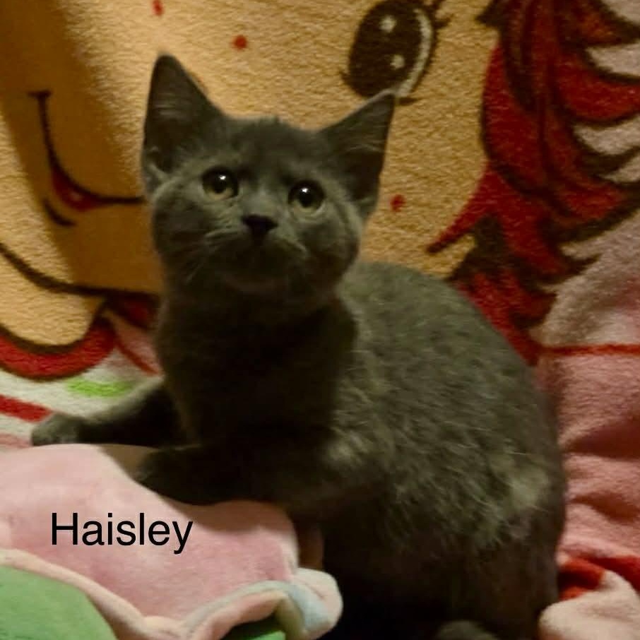Enlarge Haisley, a Adoptable mixed breed in Livonia, MI image 1/5