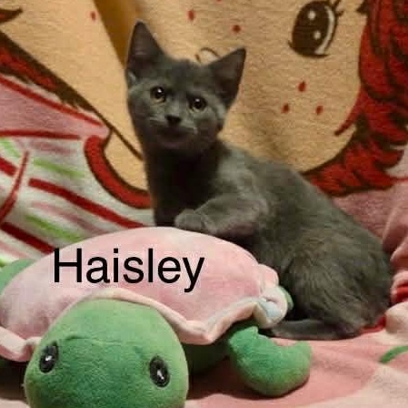 Enlarge Haisley, a Adoptable mixed breed in Livonia, MI image 2/5