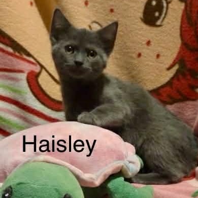Enlarge Haisley, a Adoptable mixed breed in Livonia, MI image 3/5