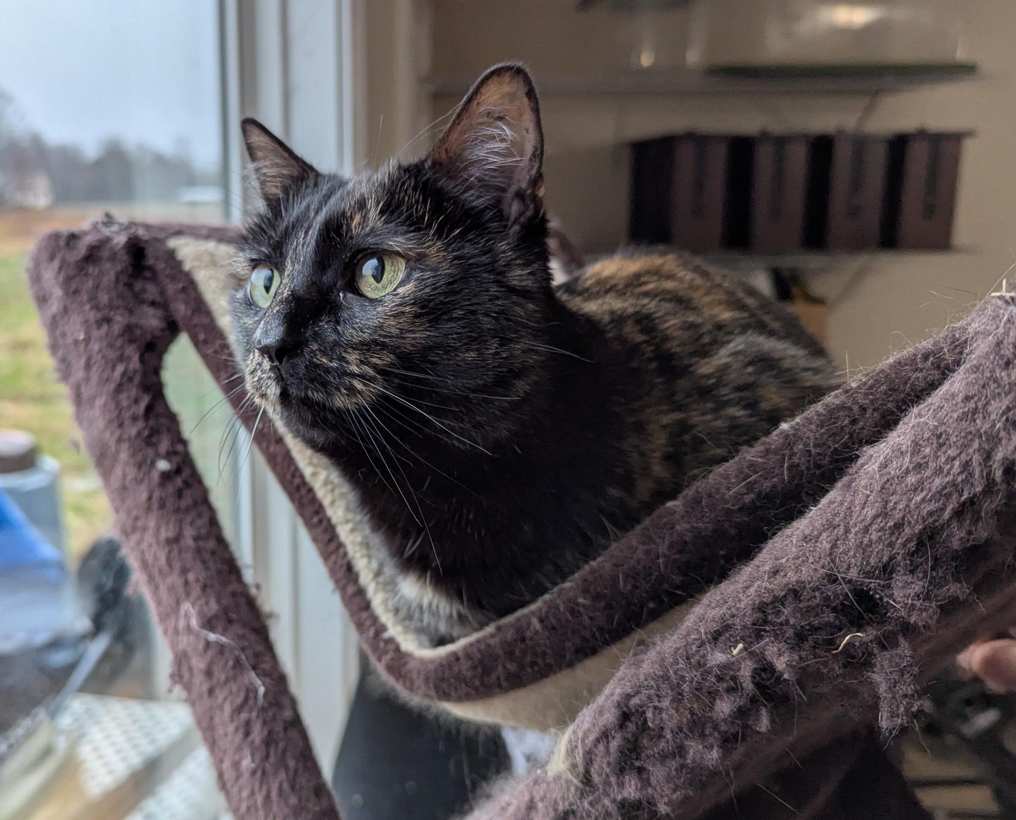 Smudges, Adoptable, Young Female American Shorthair.