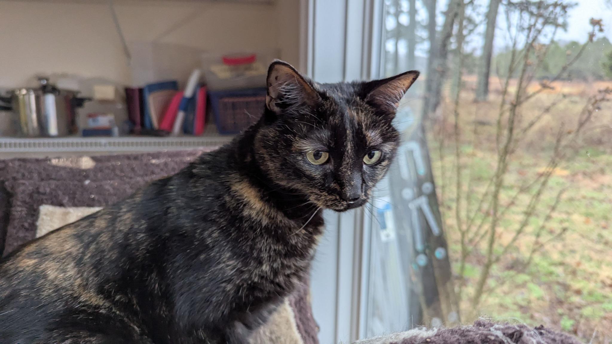 Enlarge Smudges, a Adoptable mixed breed in Huntsville, AL image 2/2