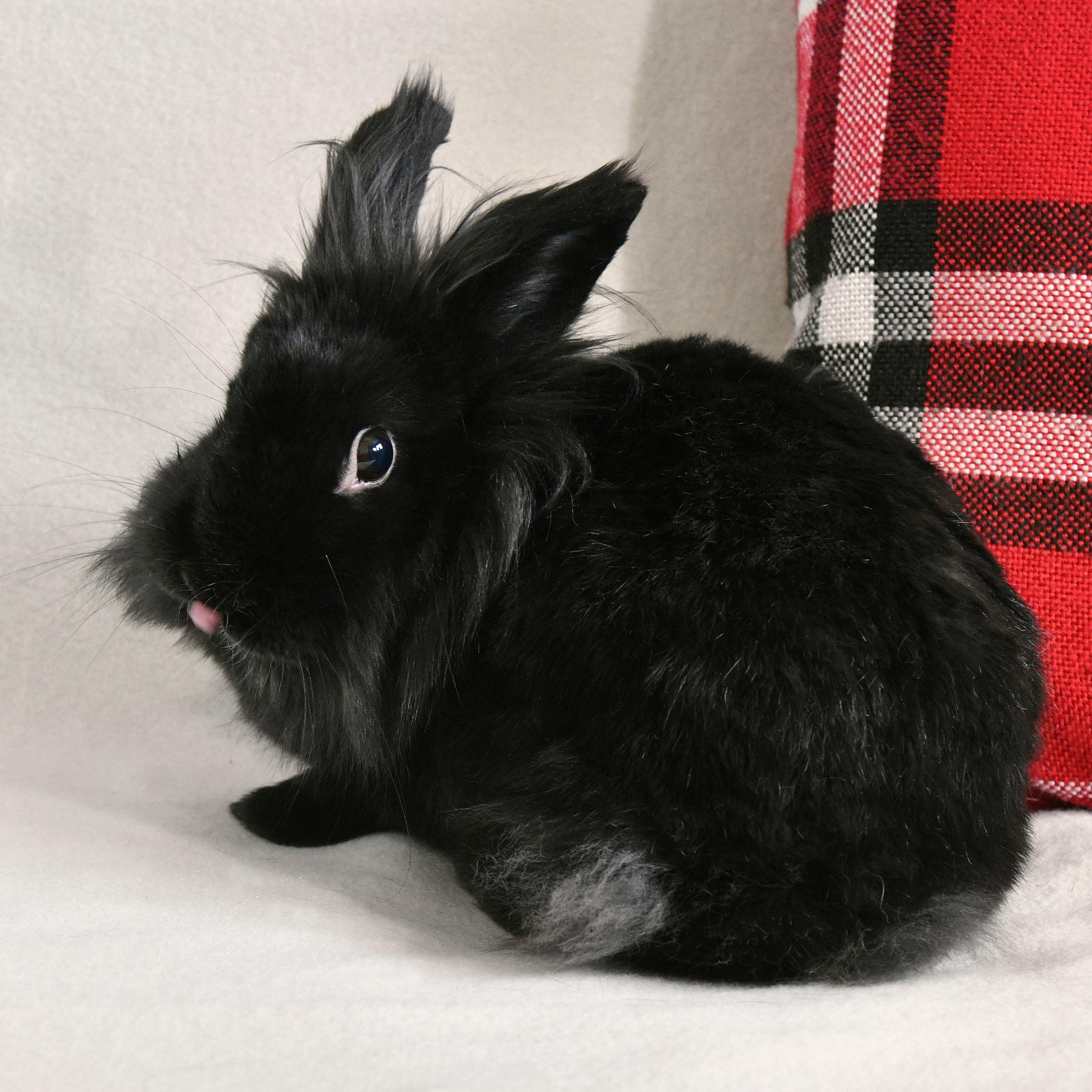 Tina, a Adoptable Lionhead in Coralville, IA image 3/5