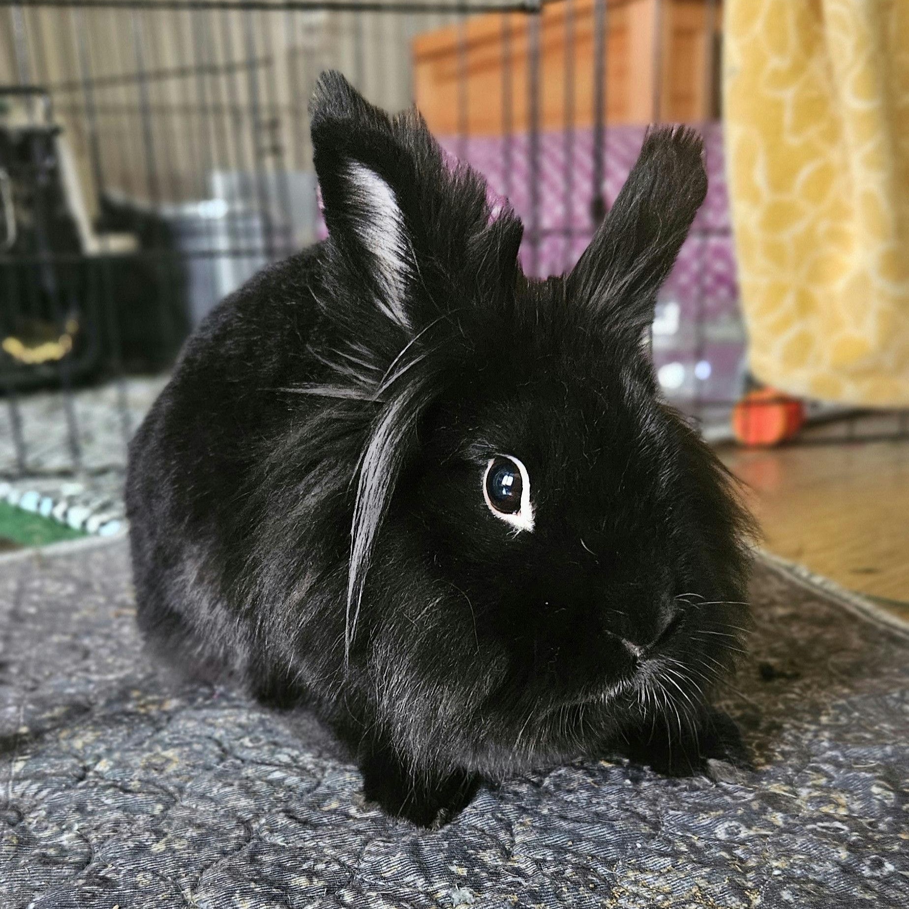 Tina, a Adoptable Lionhead in Coralville, IA image 5/5