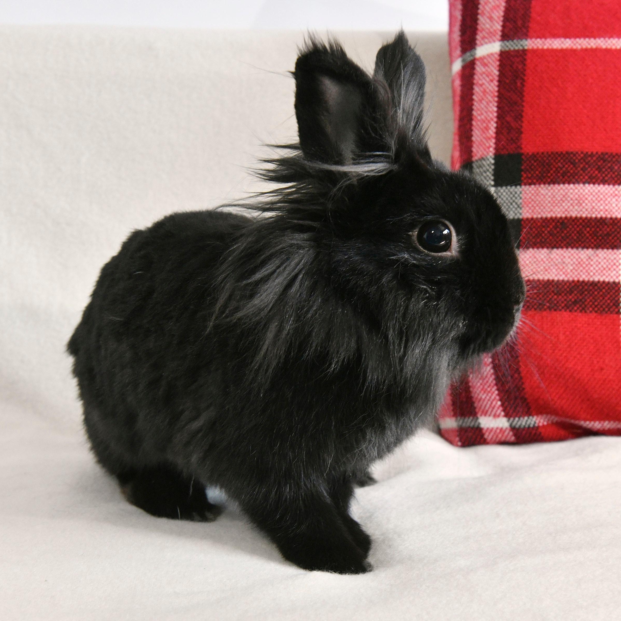 Tina, a Adoptable Lionhead in Coralville, IA image 2/5