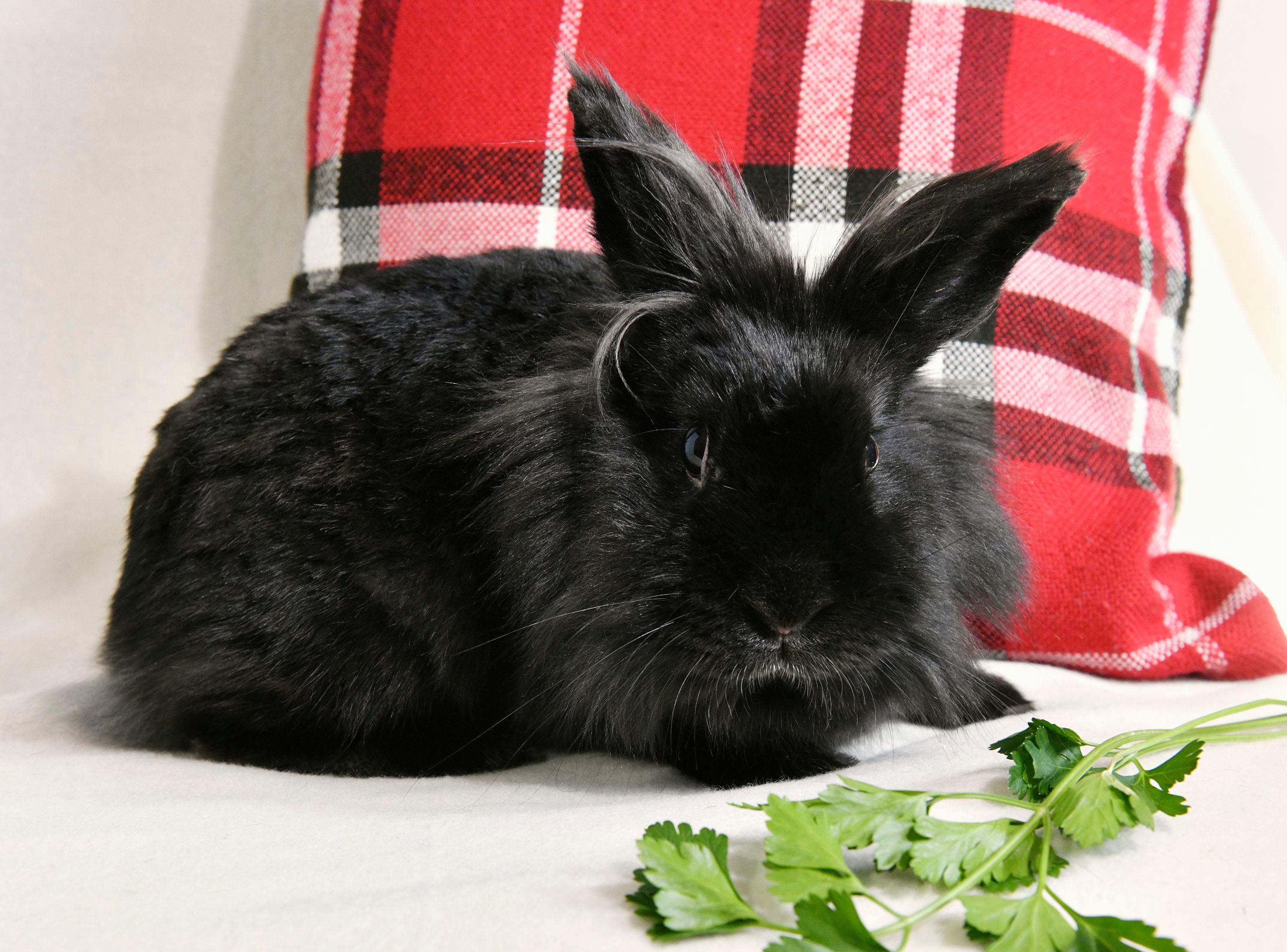 Tina, Adoptable, Adult Female Lionhead.